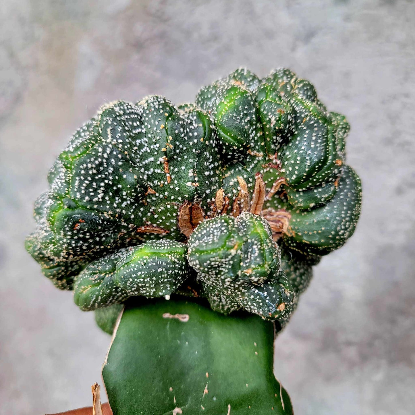 Astrophytum asterias hybrid cristata