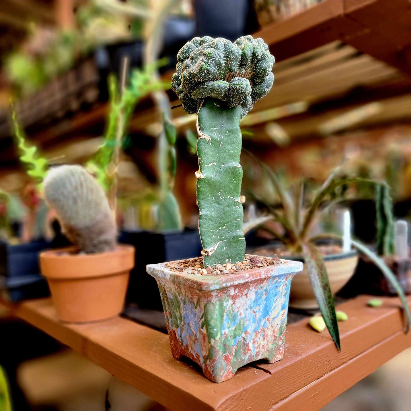Astrophytum asterias hybrid cristata