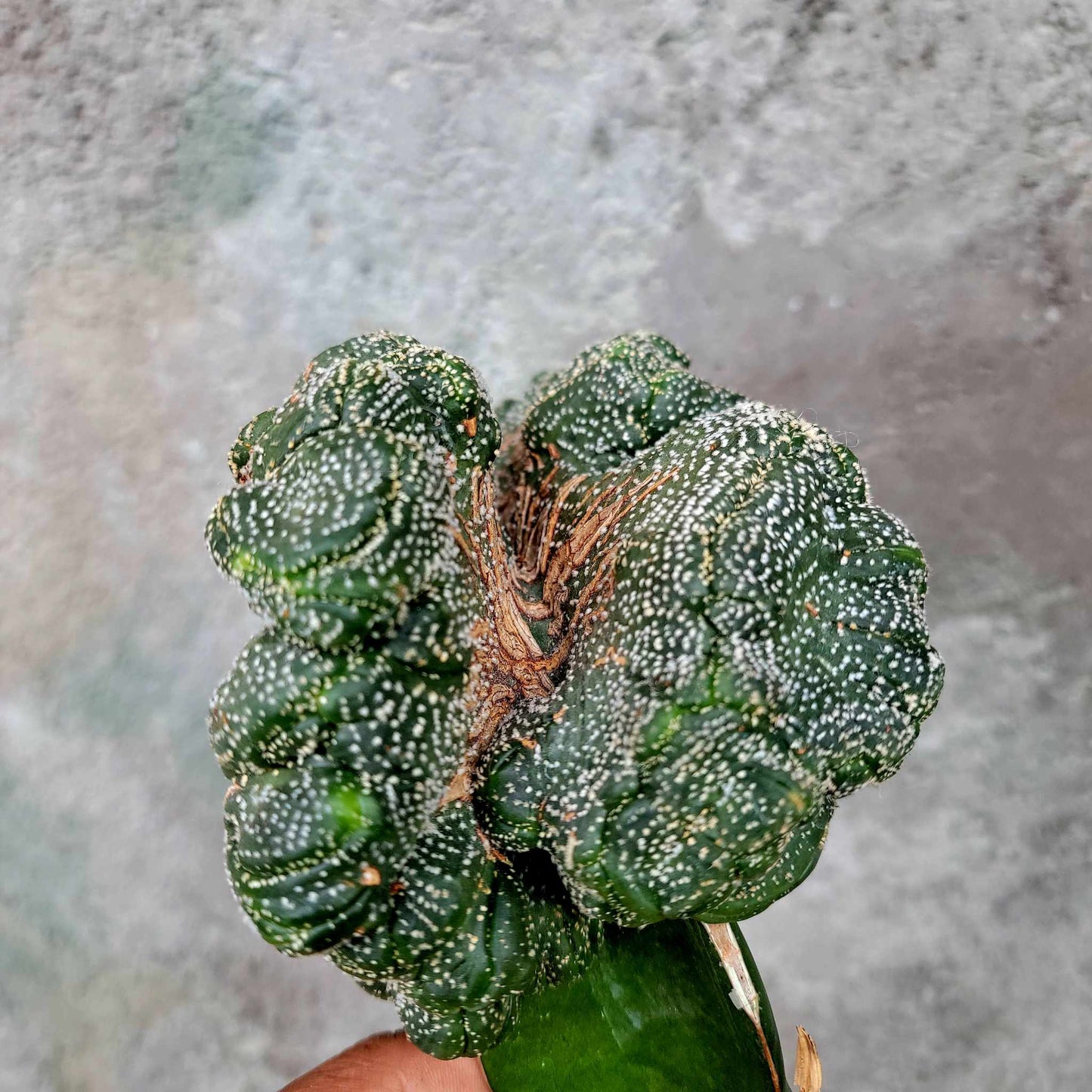 Astrophytum asterias hybrid cristata