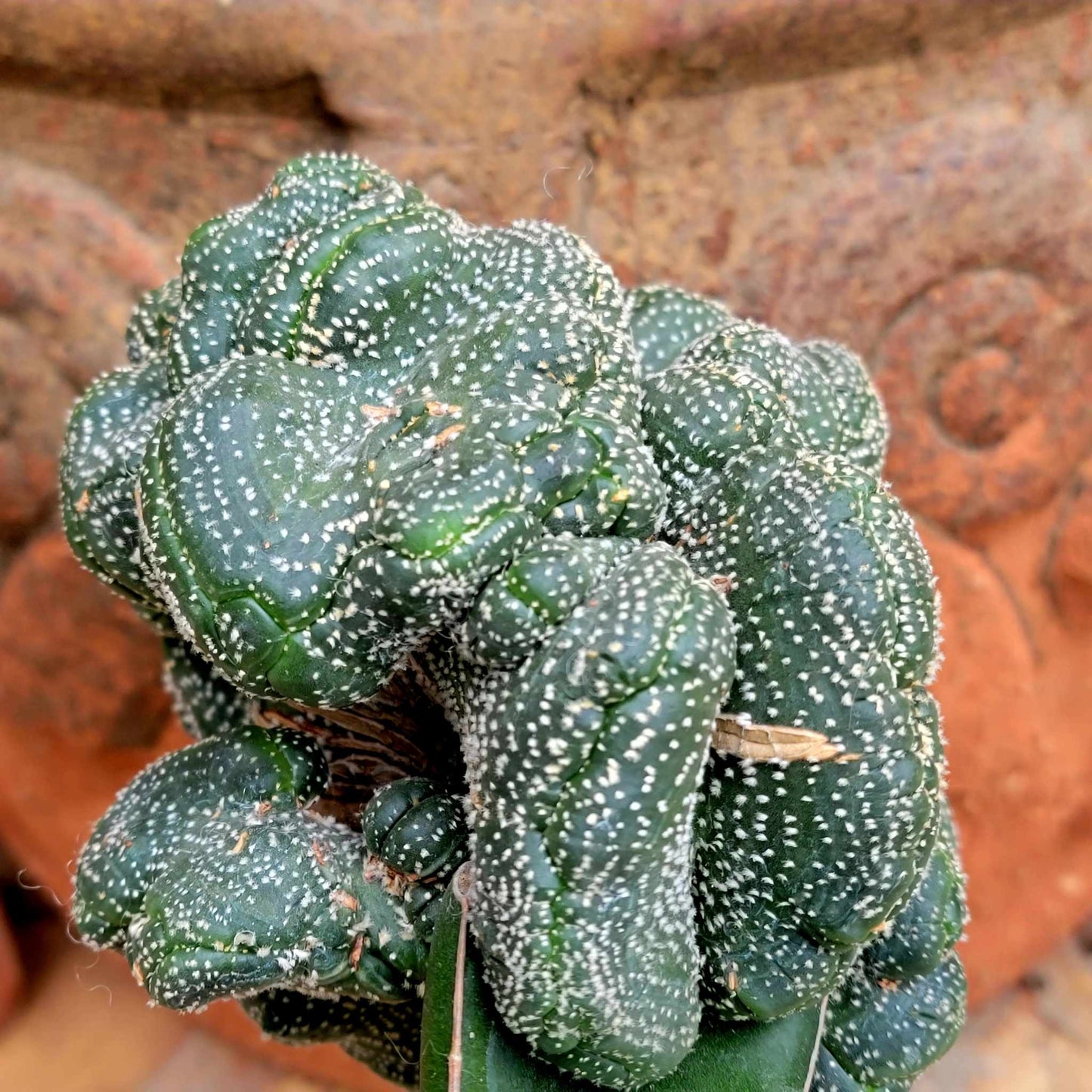 Astrophytum asterias hybrid cristata