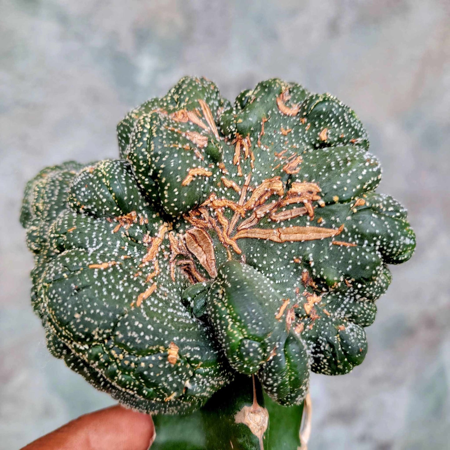 Astrophytum asterias hybrid cristata