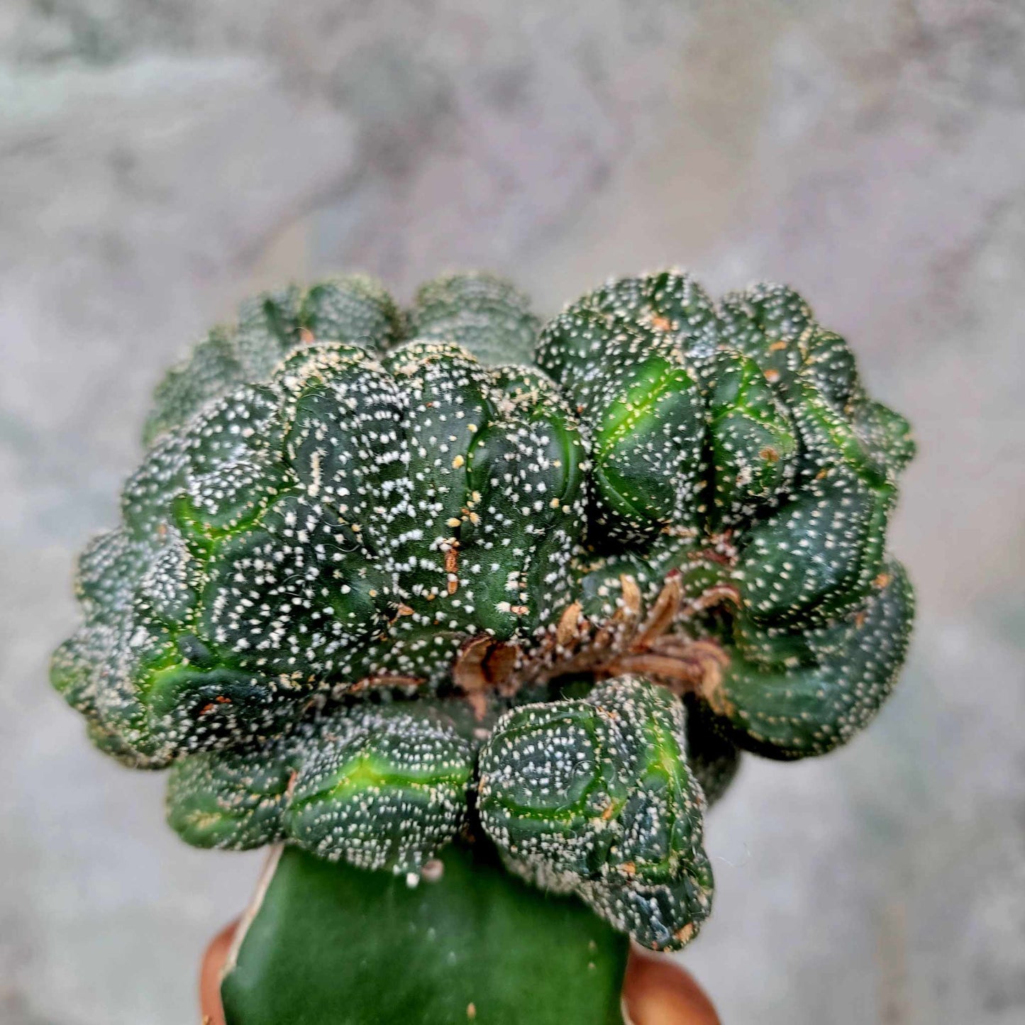 Astrophytum asterias hybrid cristata