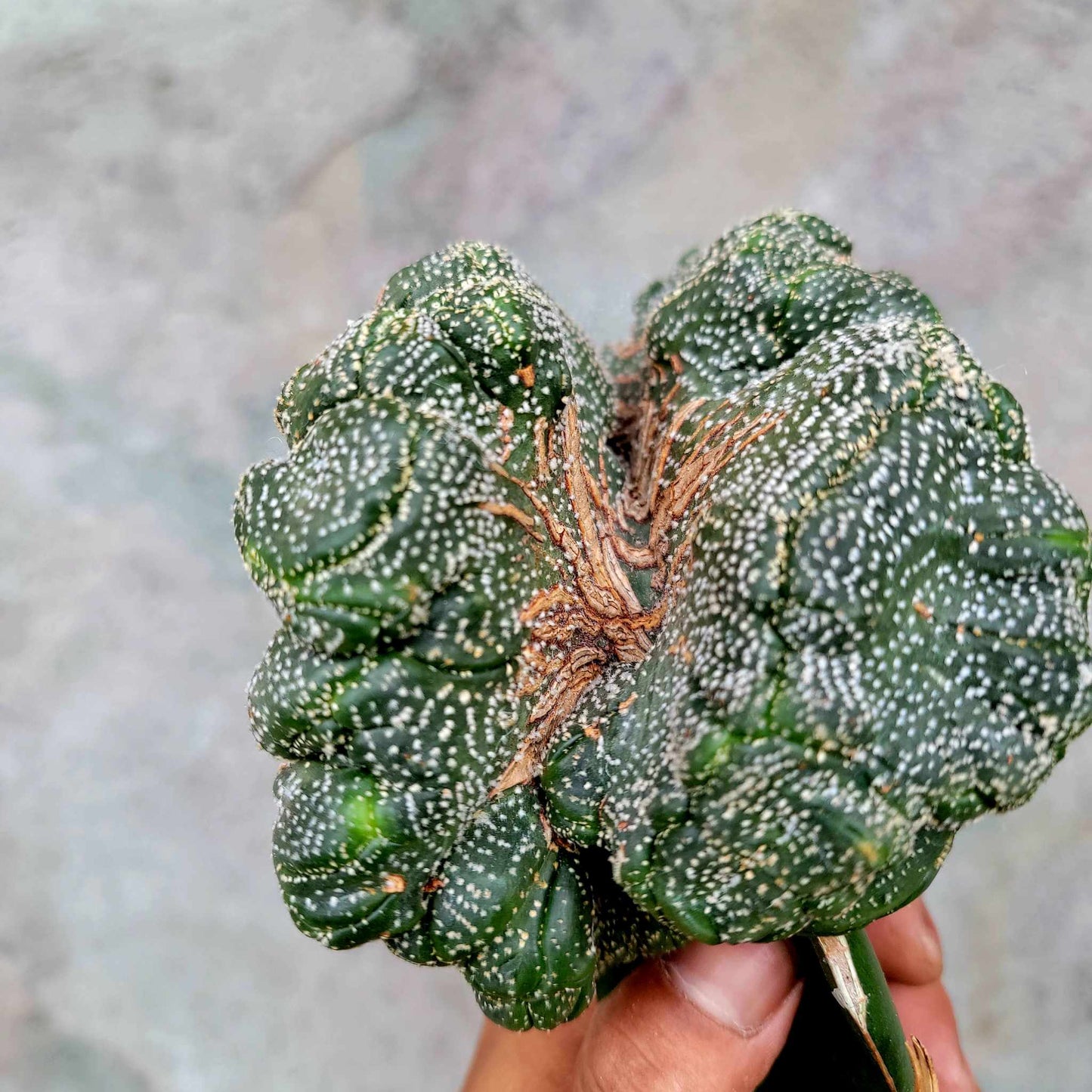 Astrophytum asterias hybrid cristata