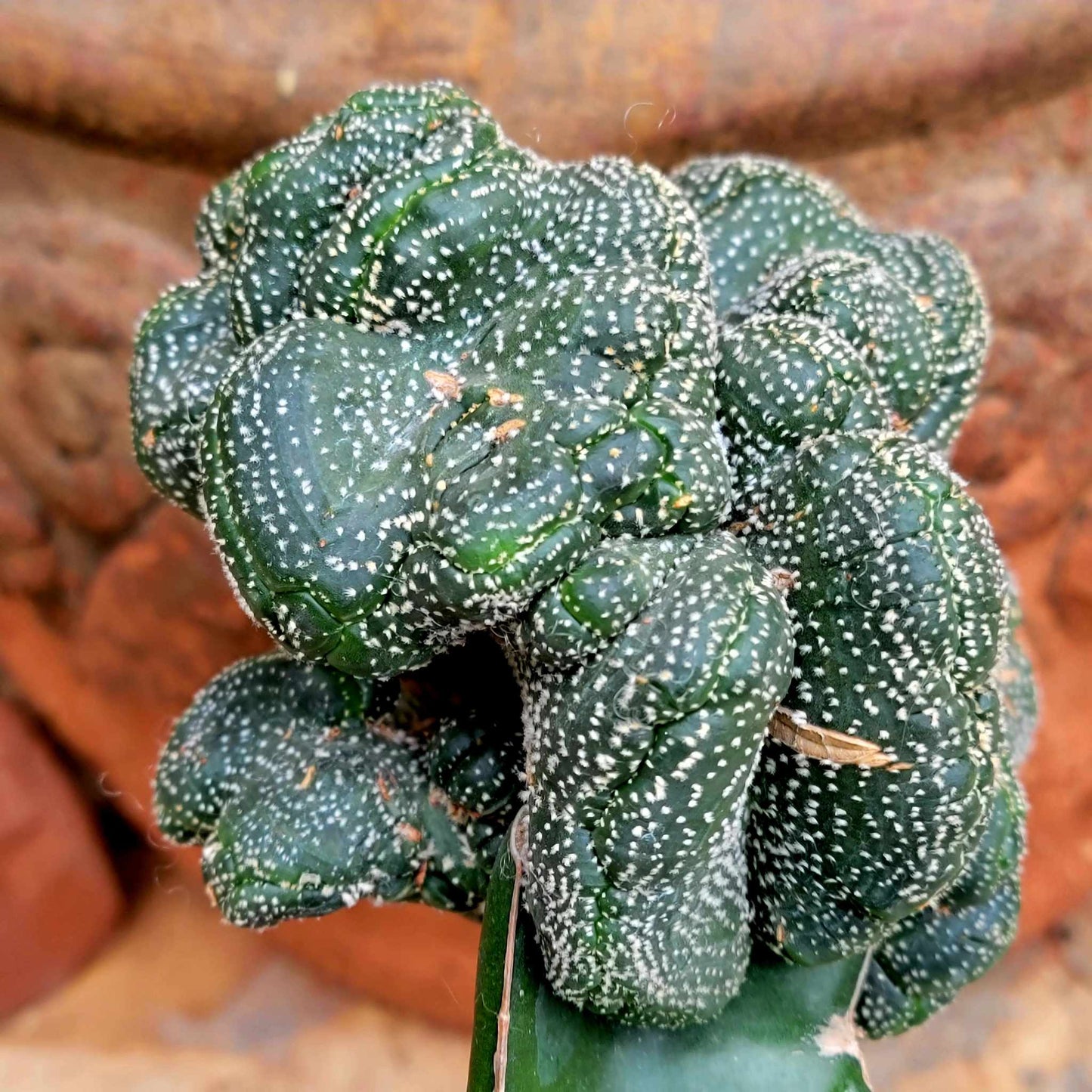 Astrophytum asterias hybrid cristata