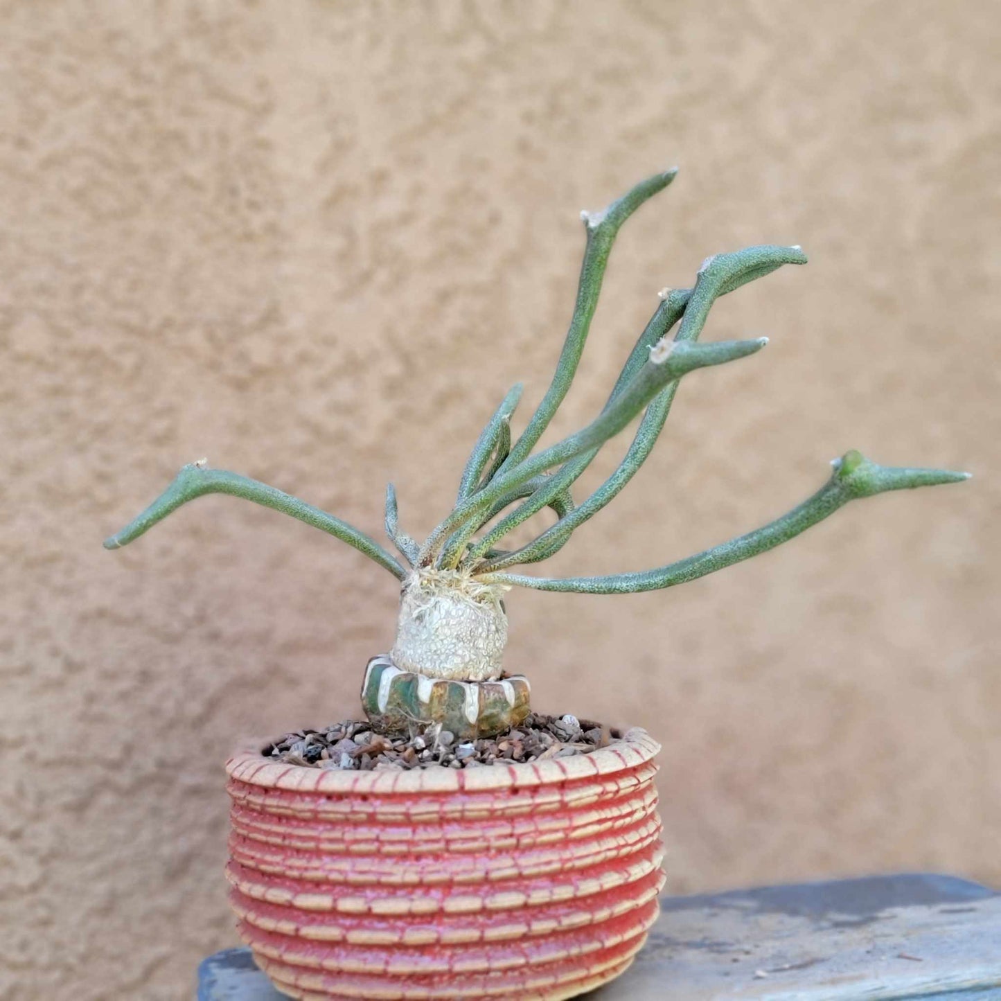 Astrophytum caput medusa