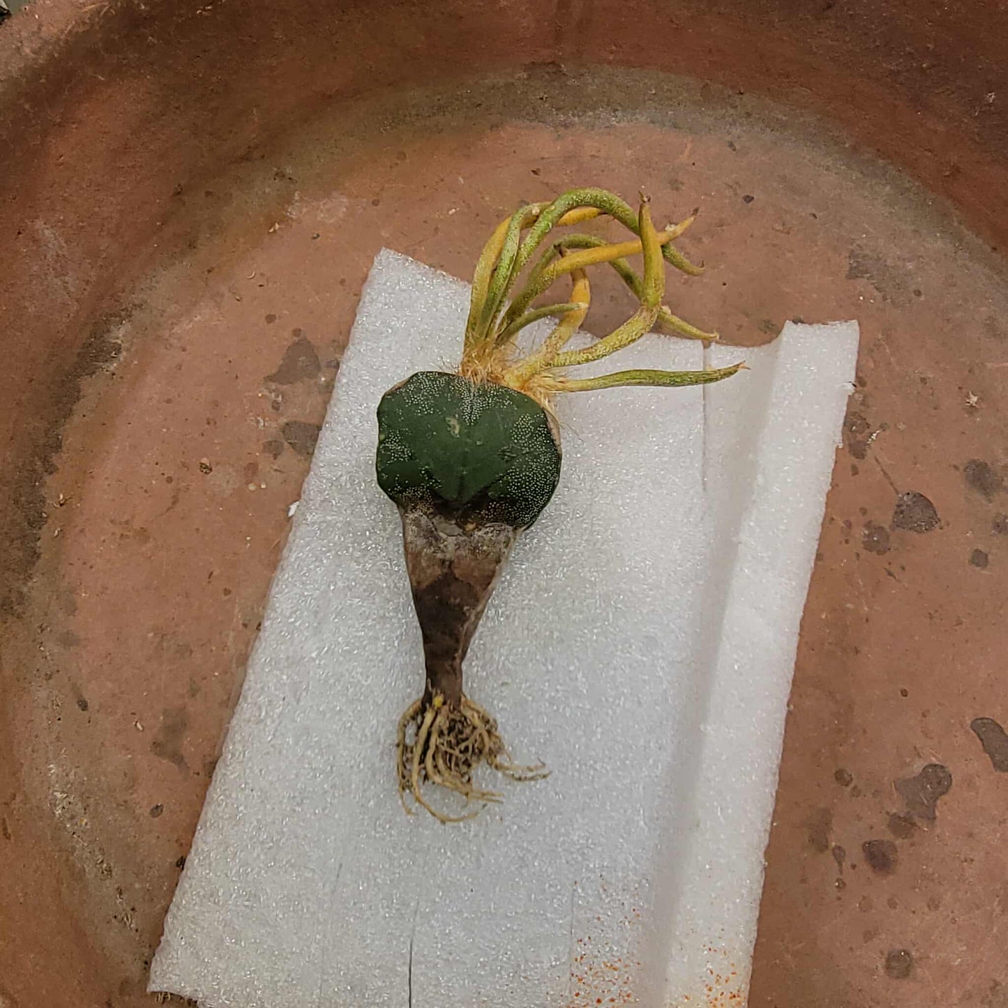 Astrophytum caput medusa variegata