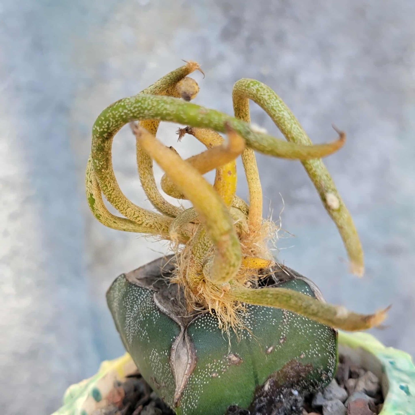 Astrophytum caput medusa variegata