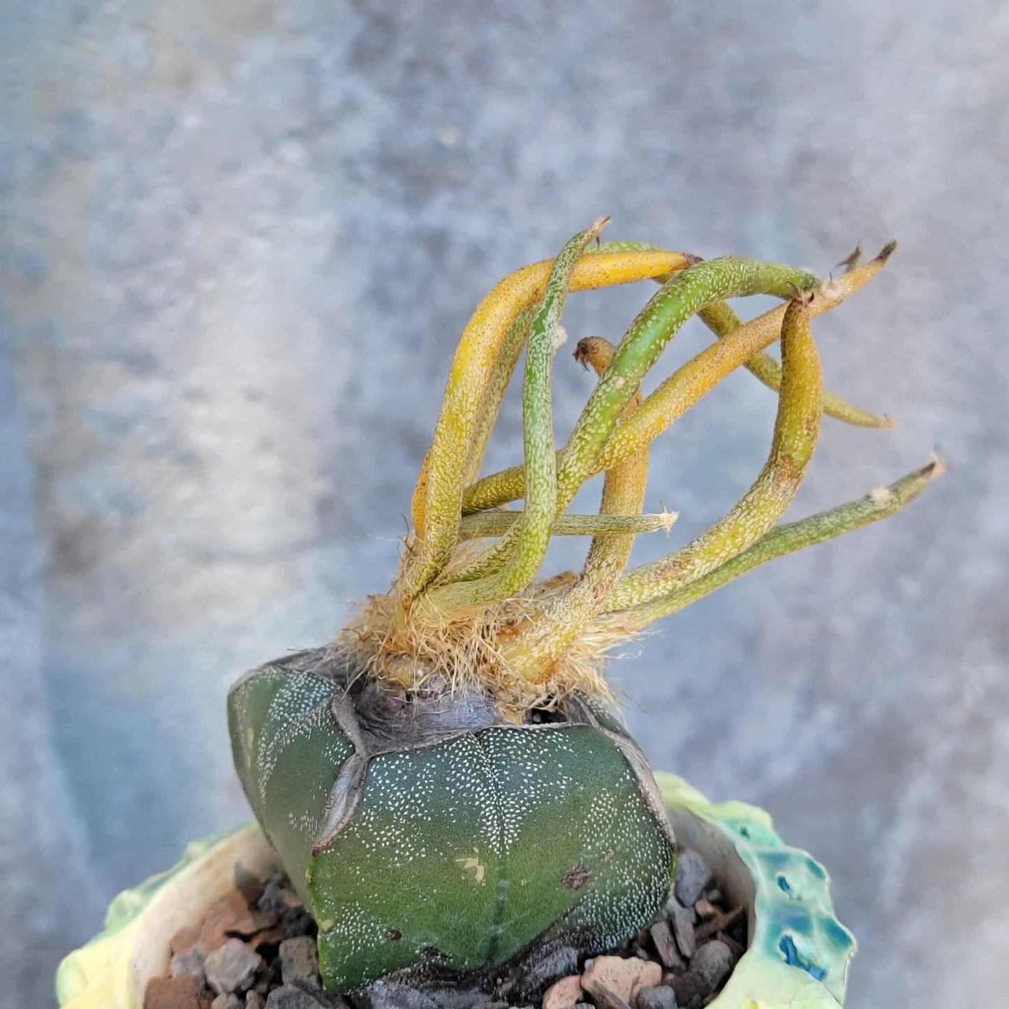 Astrophytum caput medusa variegata