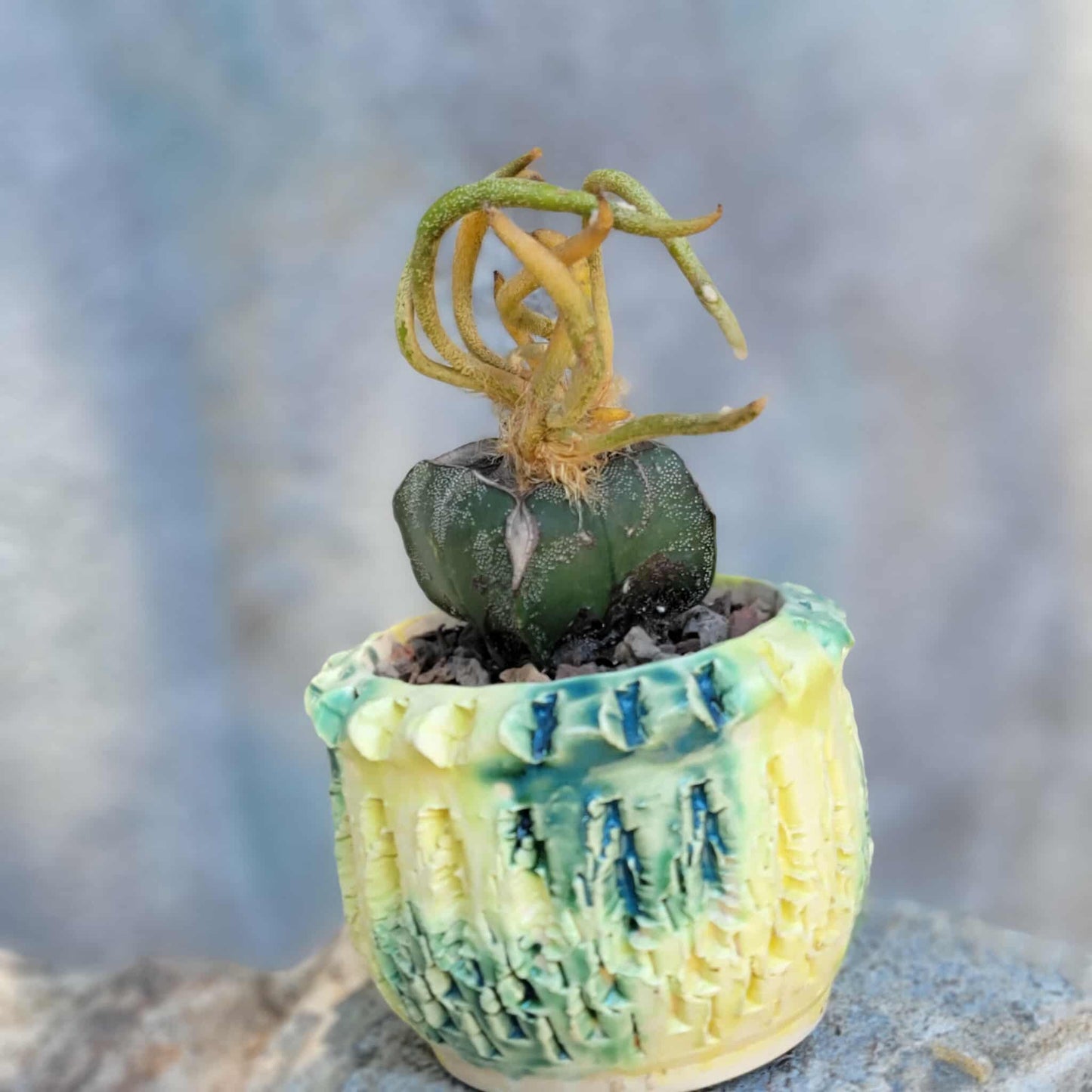 Astrophytum caput medusa variegata