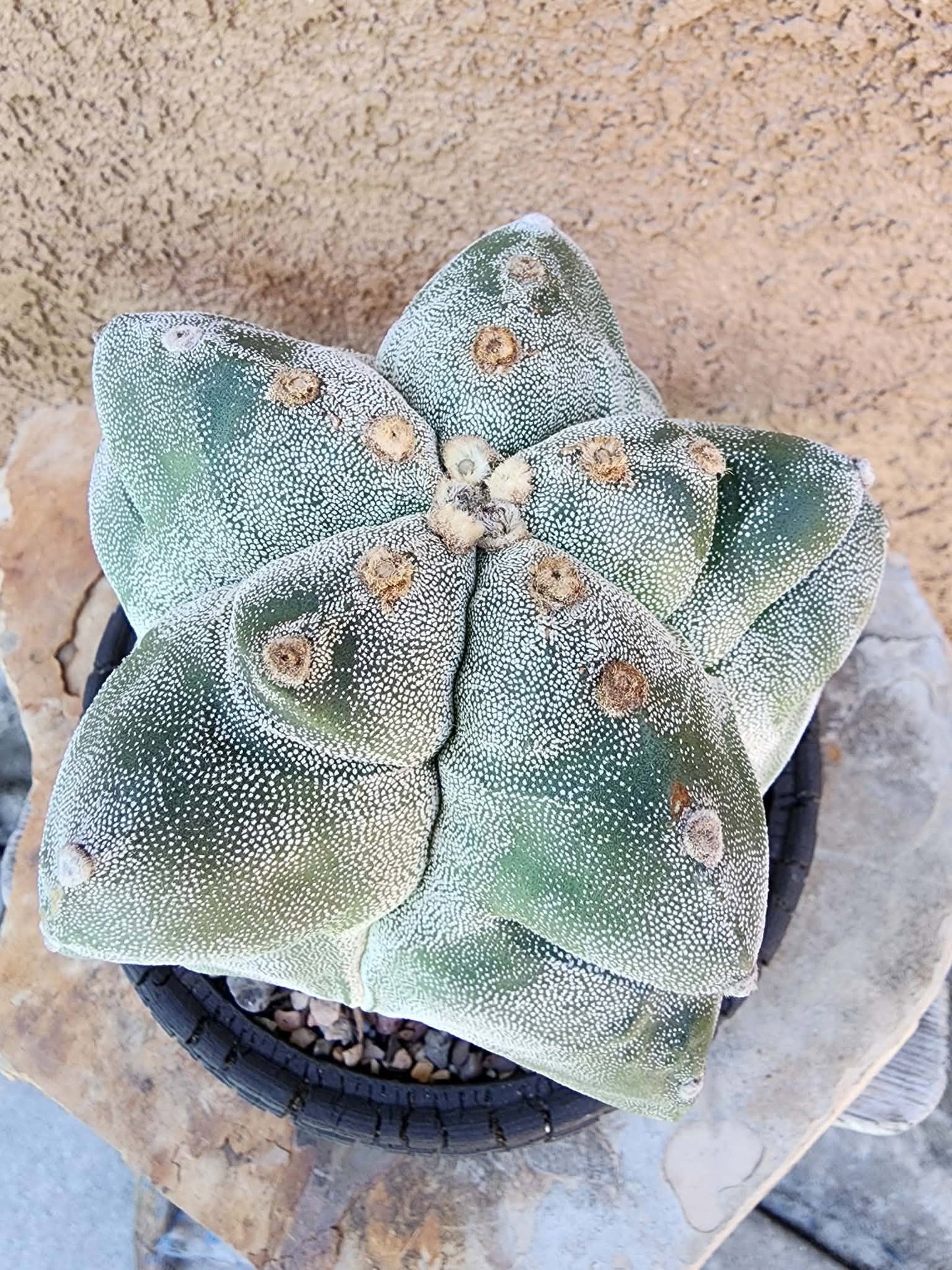 Astrophytum myriostigma cv. Onzuka Kikko - Seed Grown - Japan - Very Rare