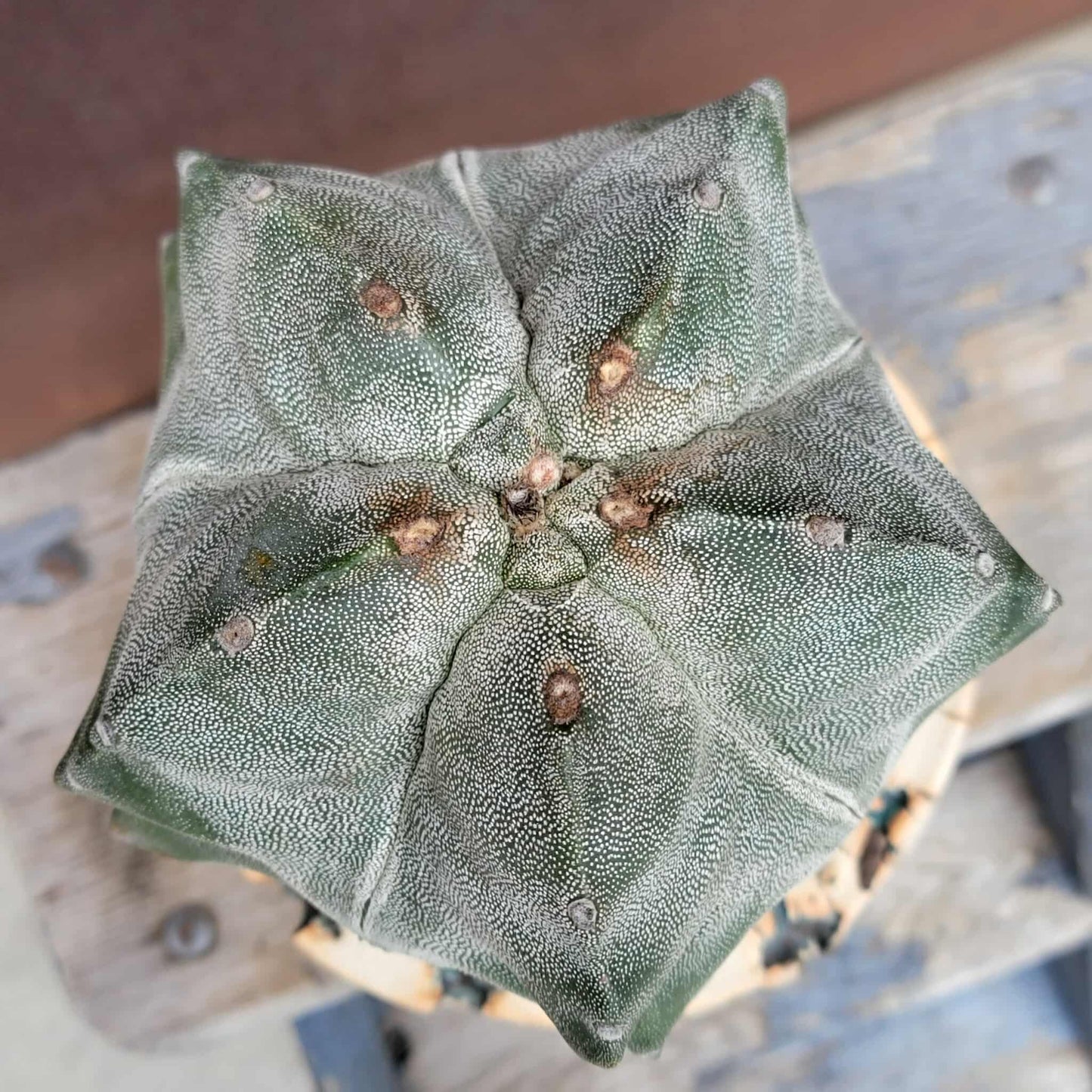 Astrophytum myriostigma cv. Onzuka Kikko