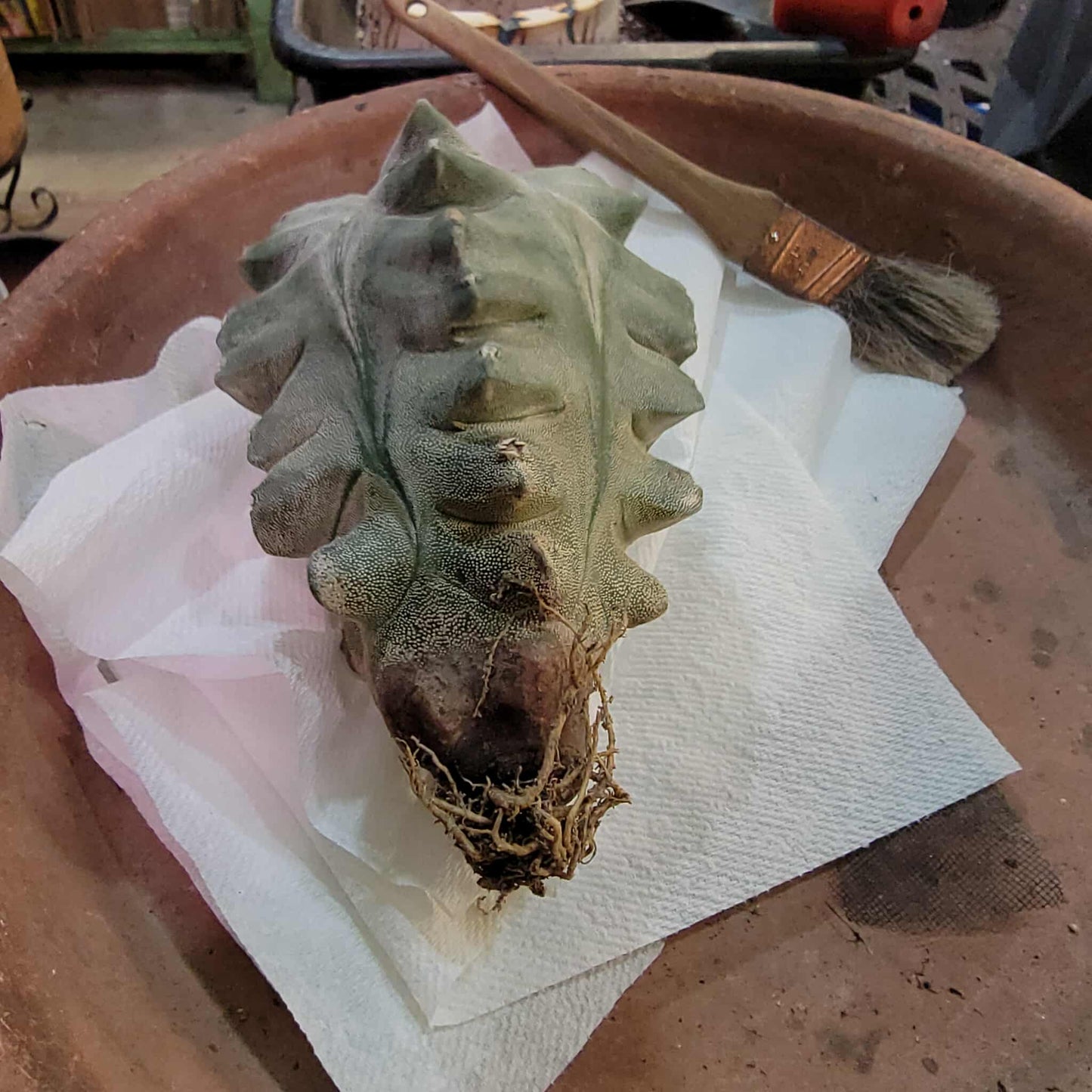 Astrophytum myriostigma cv. Onzuka Kikko