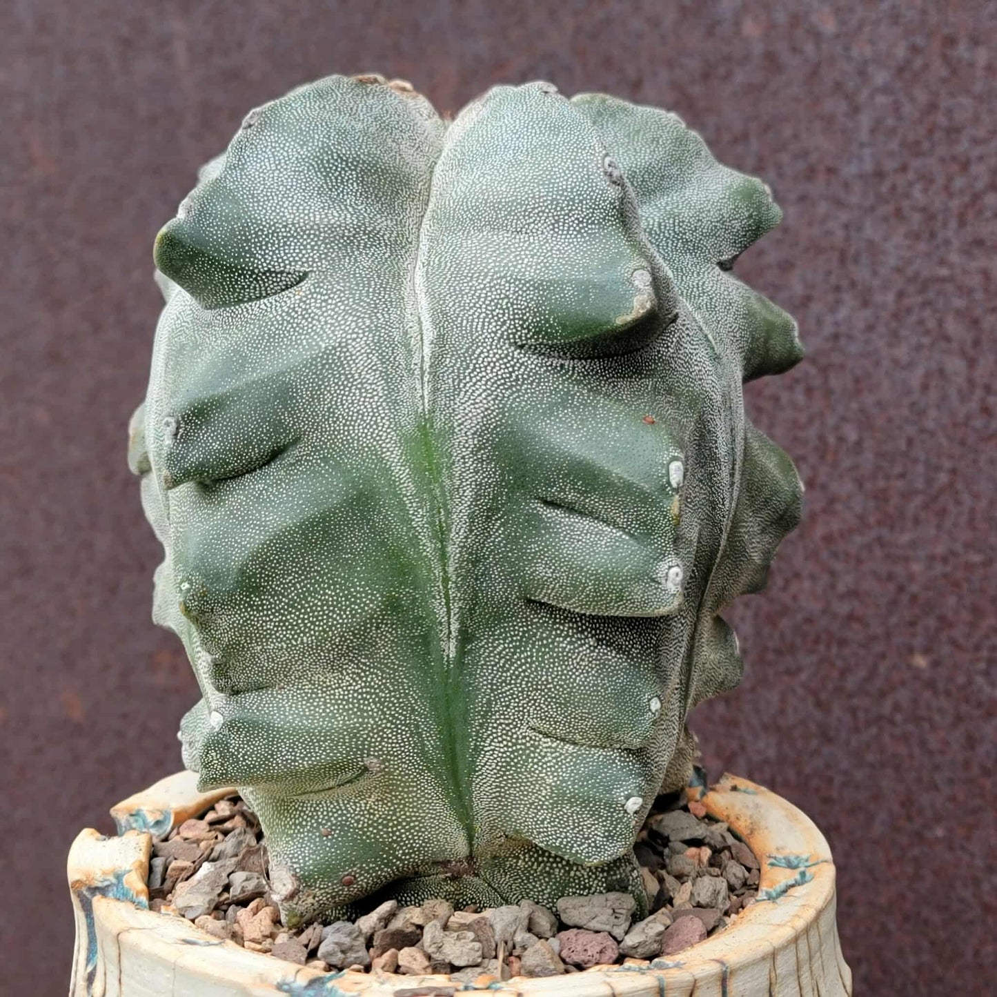 Astrophytum myriostigma cv. Onzuka Kikko