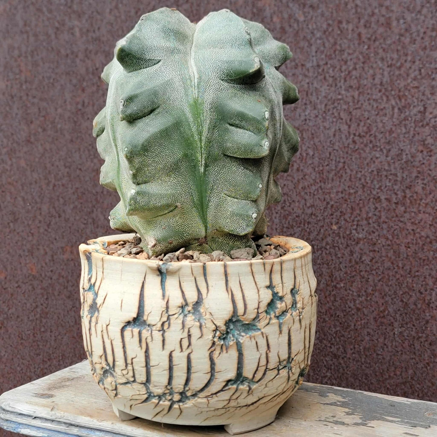 Astrophytum myriostigma cv. Onzuka Kikko