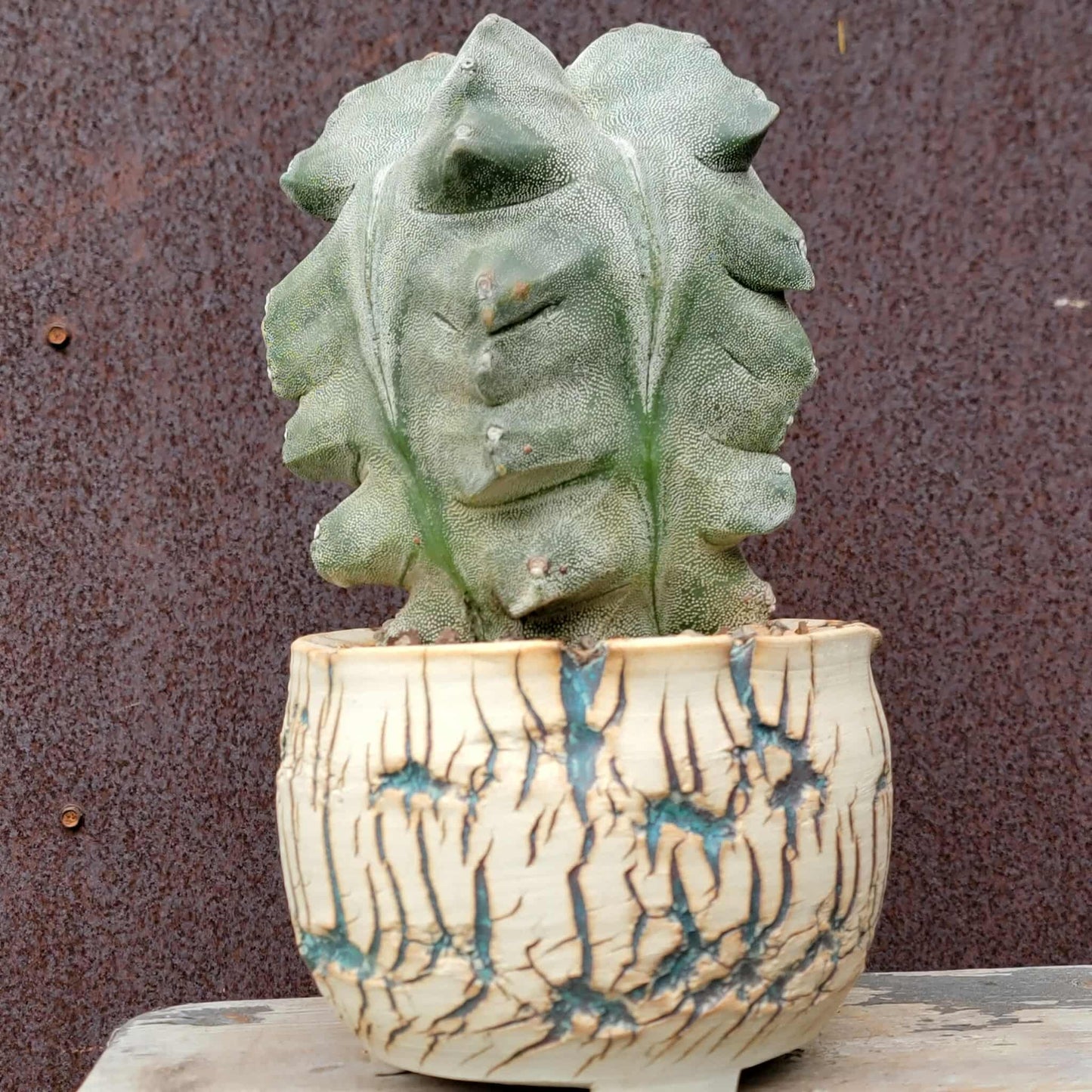 Astrophytum myriostigma cv. Onzuka Kikko