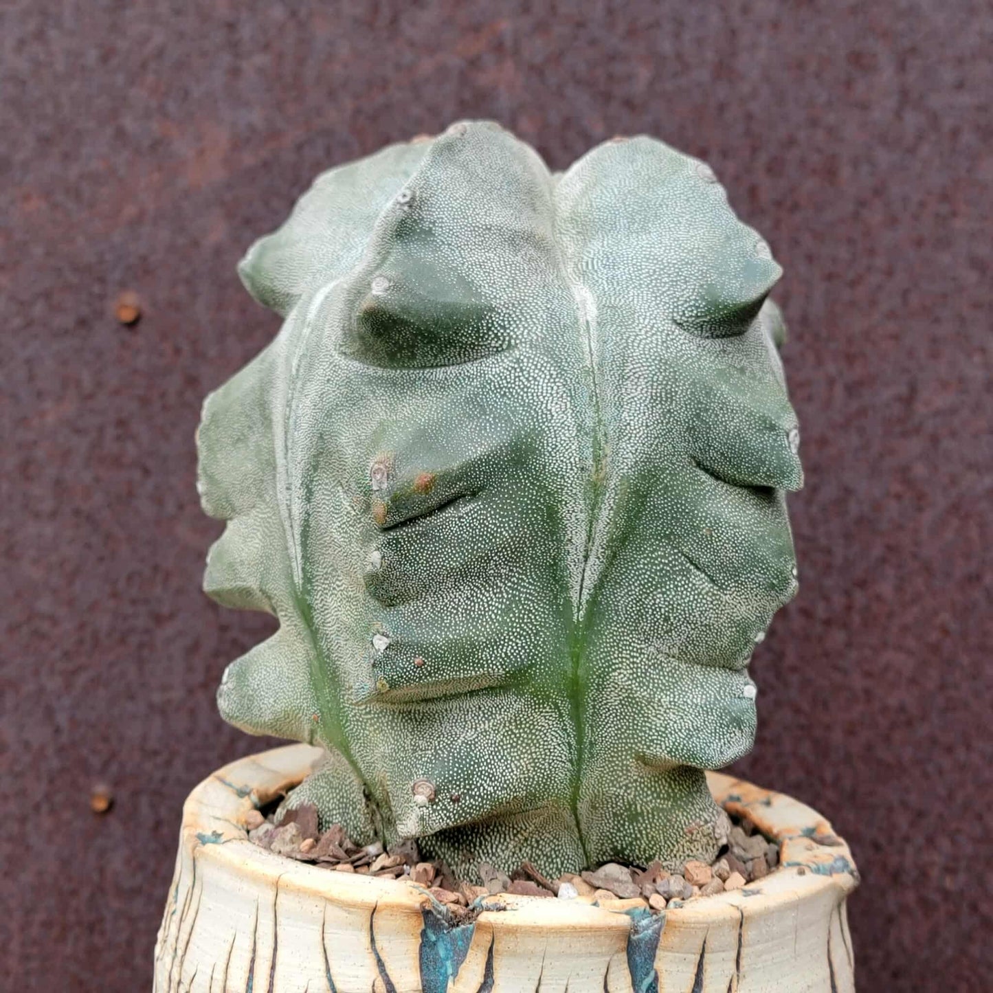 Astrophytum myriostigma cv. Onzuka Kikko