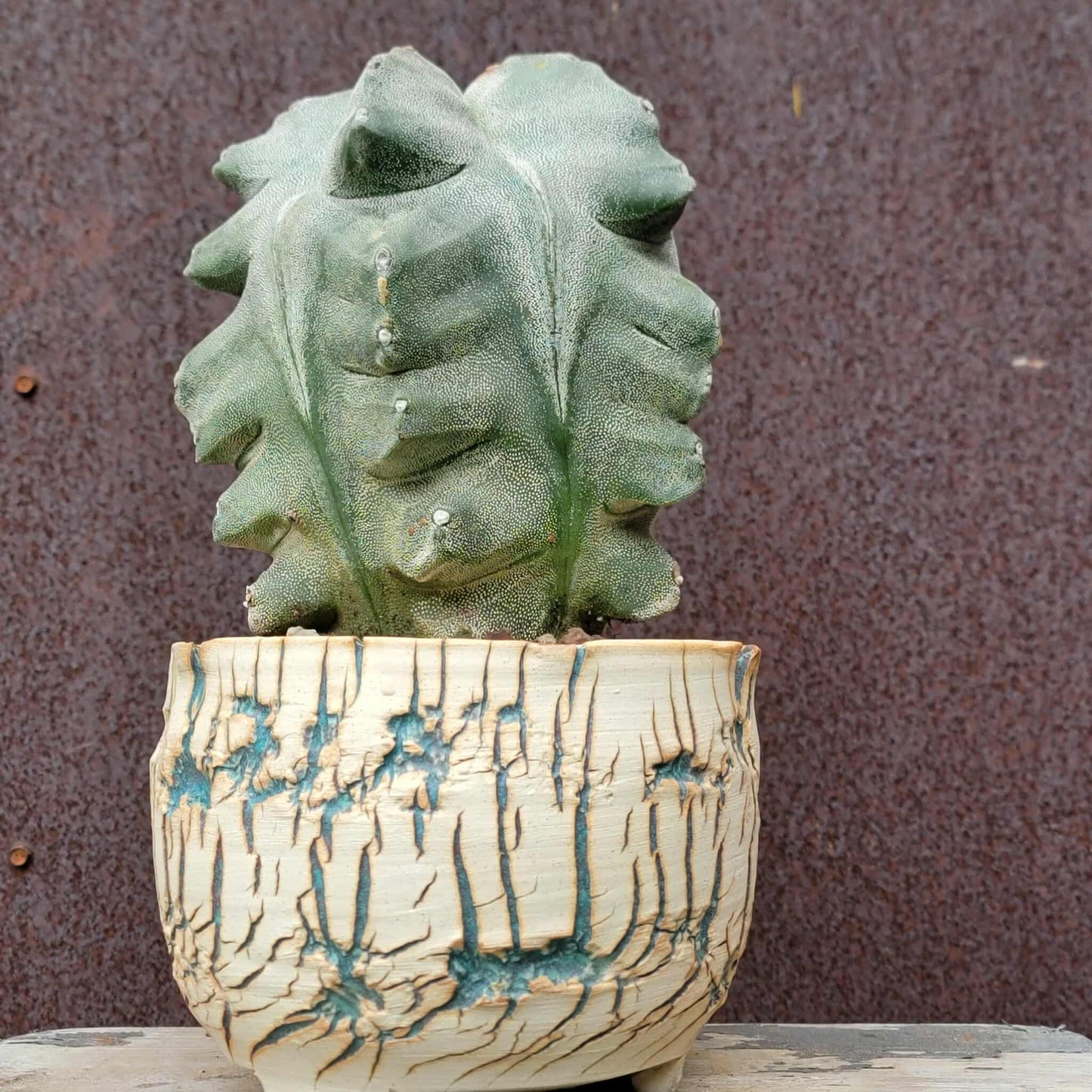 Astrophytum myriostigma cv. Onzuka Kikko