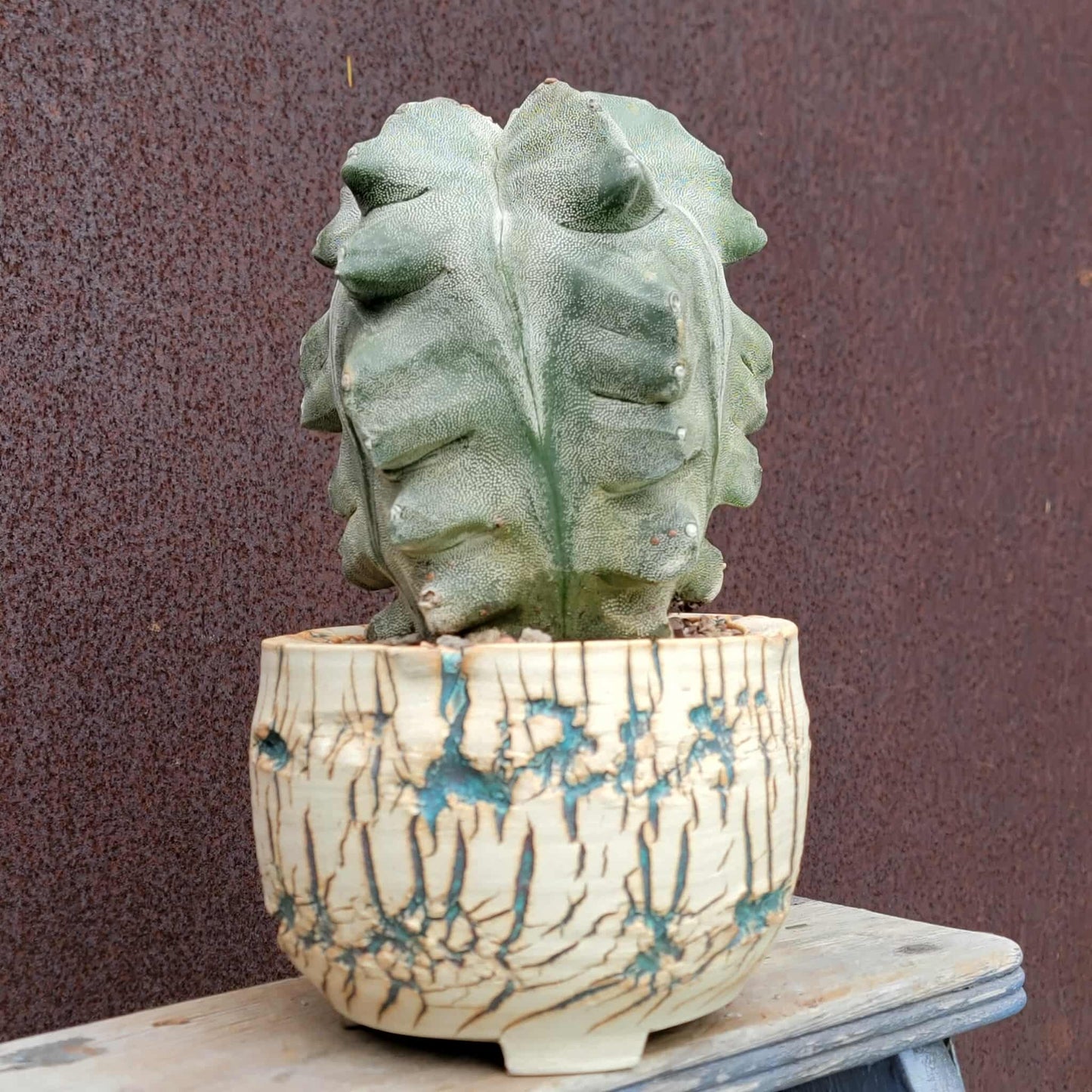 Astrophytum myriostigma cv. Onzuka Kikko