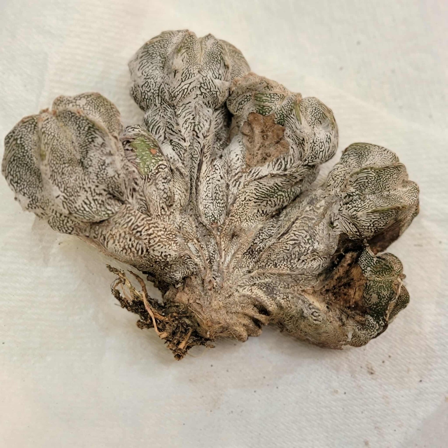 Astrophytum myriostigma cv. Onzuka cristata