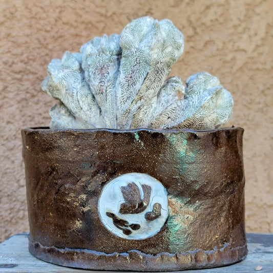 Astrophytum myriostigma cv. Onzuka cristata