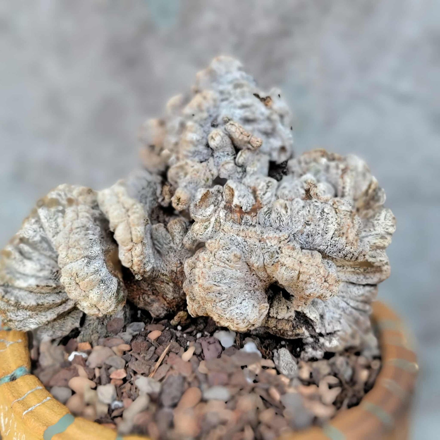 Astrophytum myriostigma cv. Onzuka cristata (monstruosa)