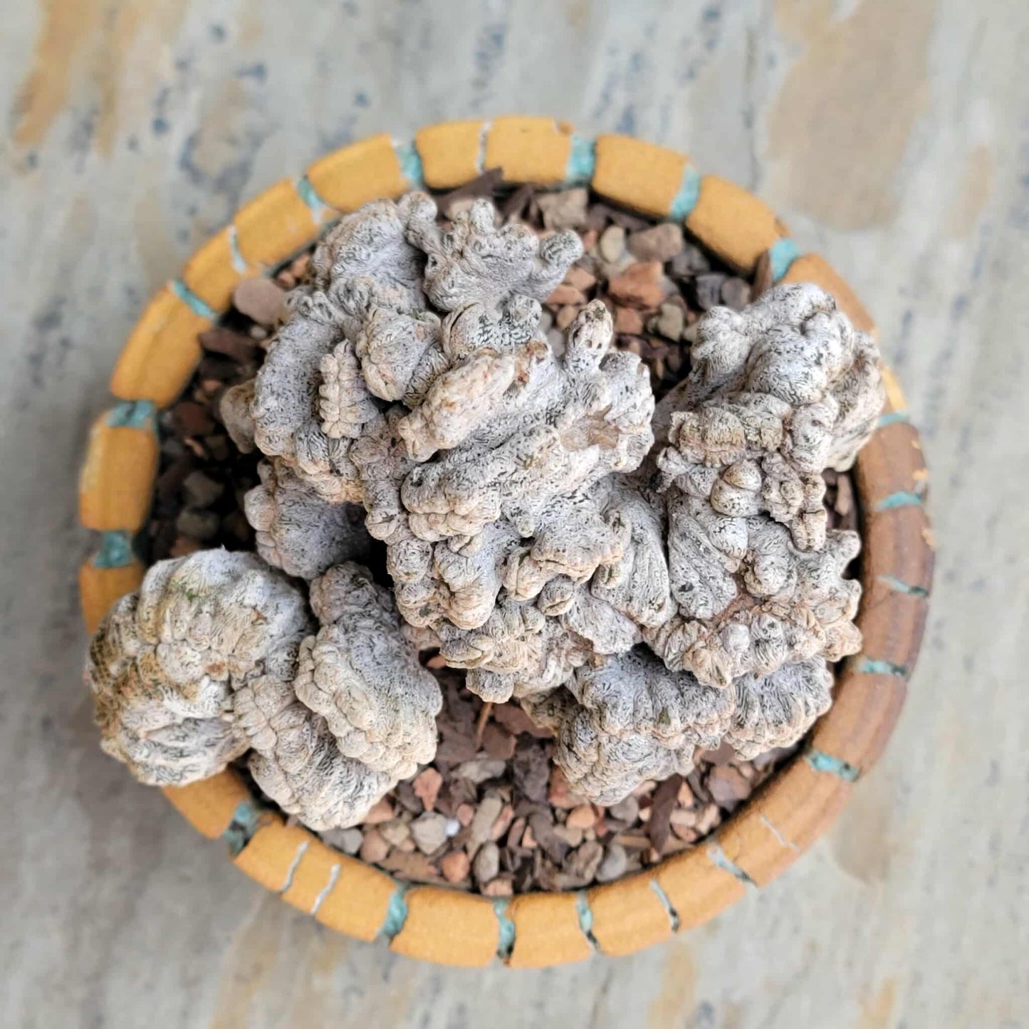 Astrophytum myriostigma cv. Onzuka cristata (monstruosa)