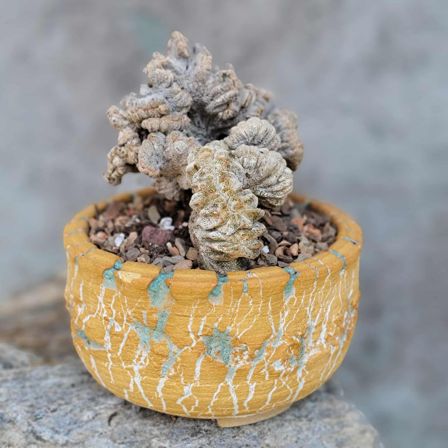 Astrophytum myriostigma cv. Onzuka cristata (monstruosa)