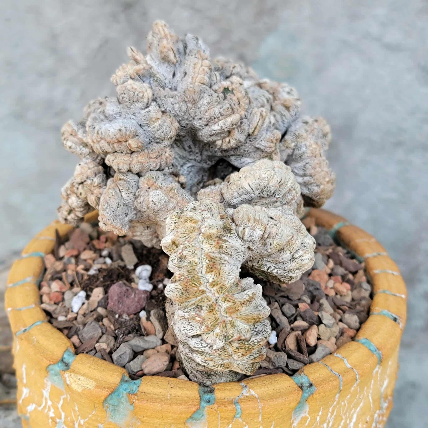 Astrophytum myriostigma cv. Onzuka cristata (monstruosa)