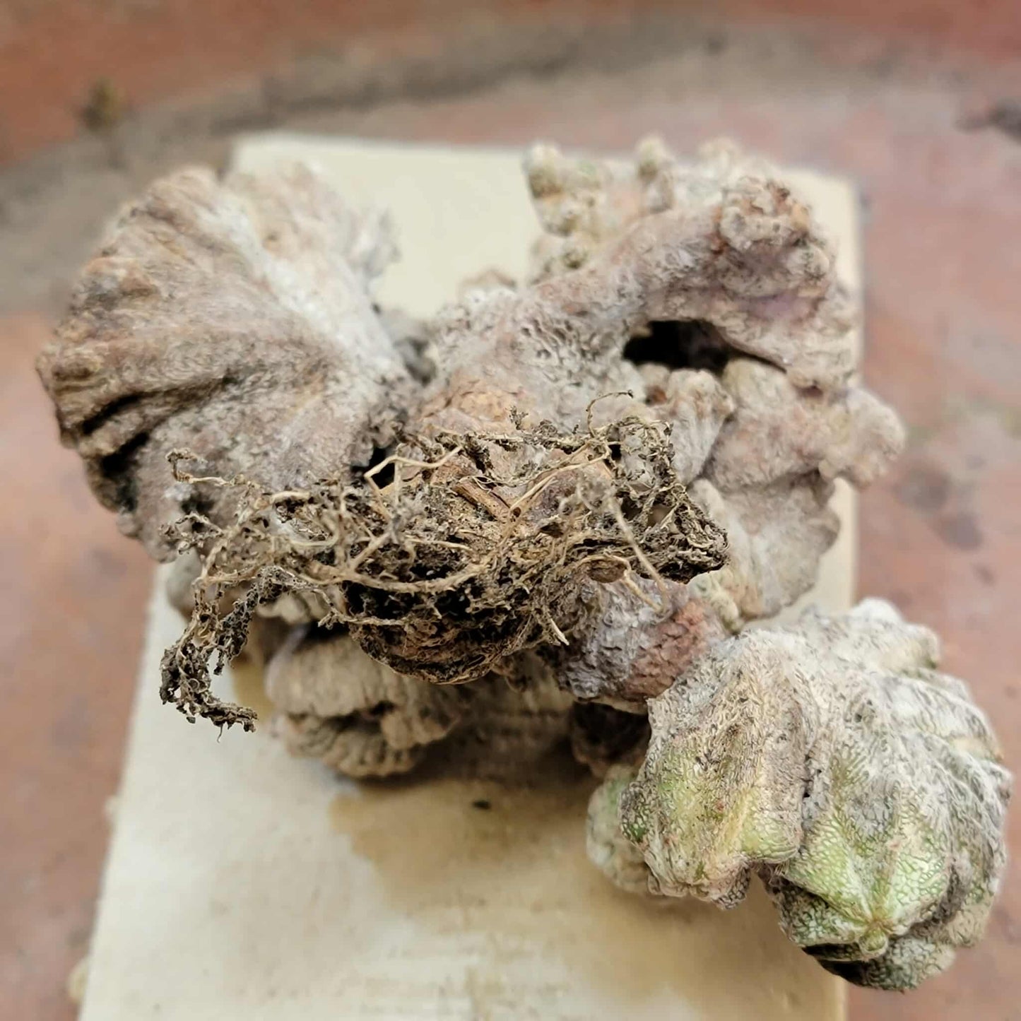 Astrophytum myriostigma cv. Onzuka cristata (monstruosa)
