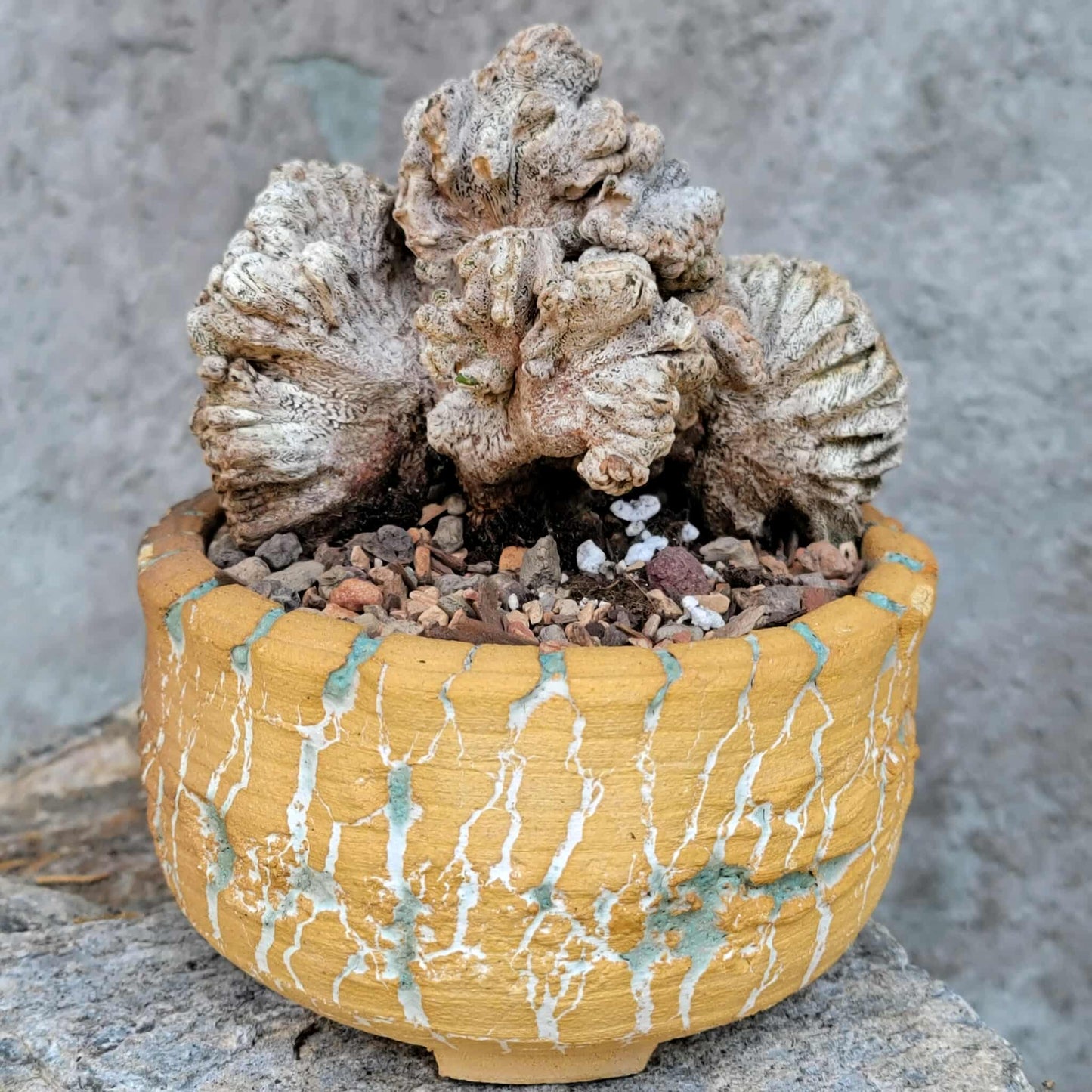 Astrophytum myriostigma cv. Onzuka cristata (monstruosa)
