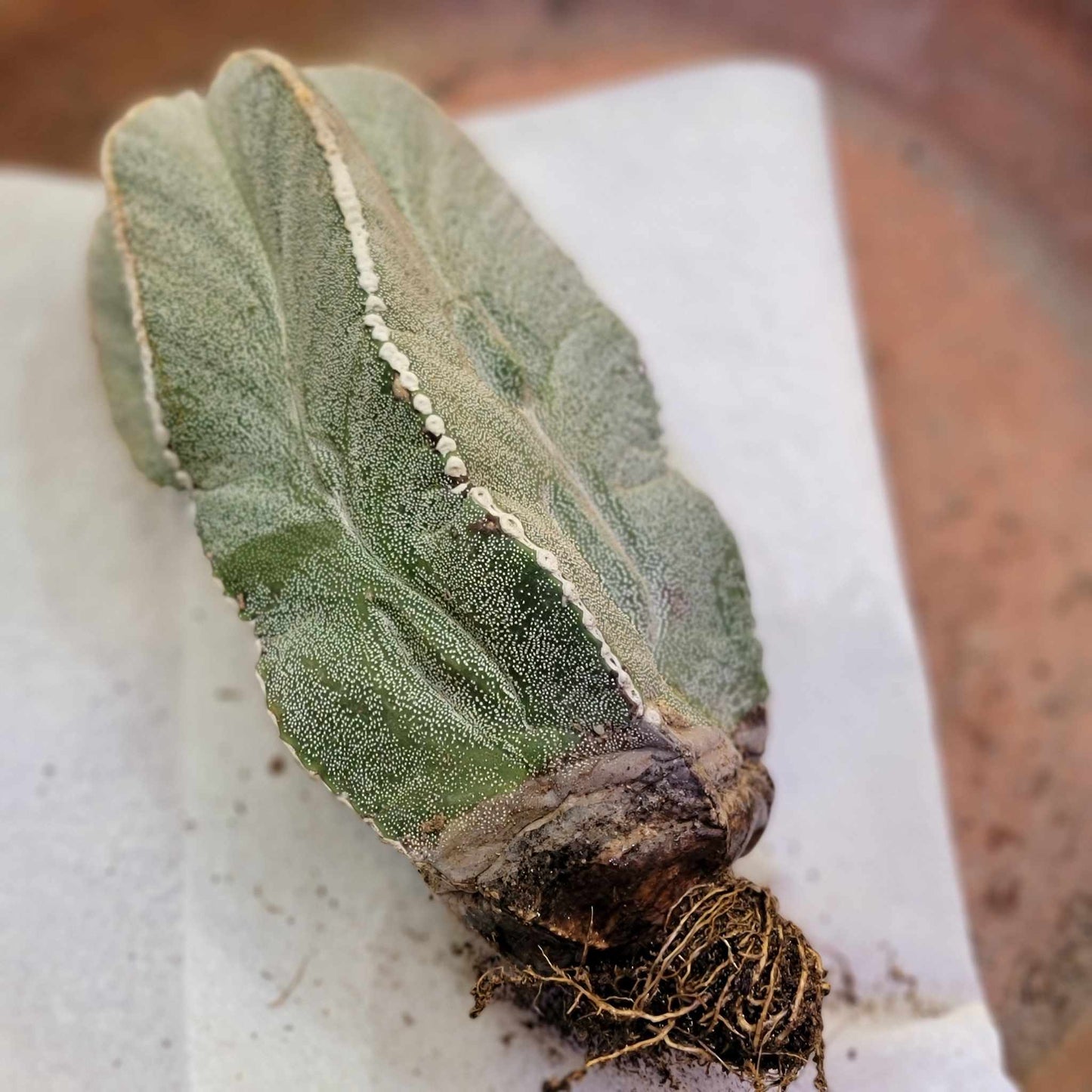 Astrophytum myriostigma var. tulense