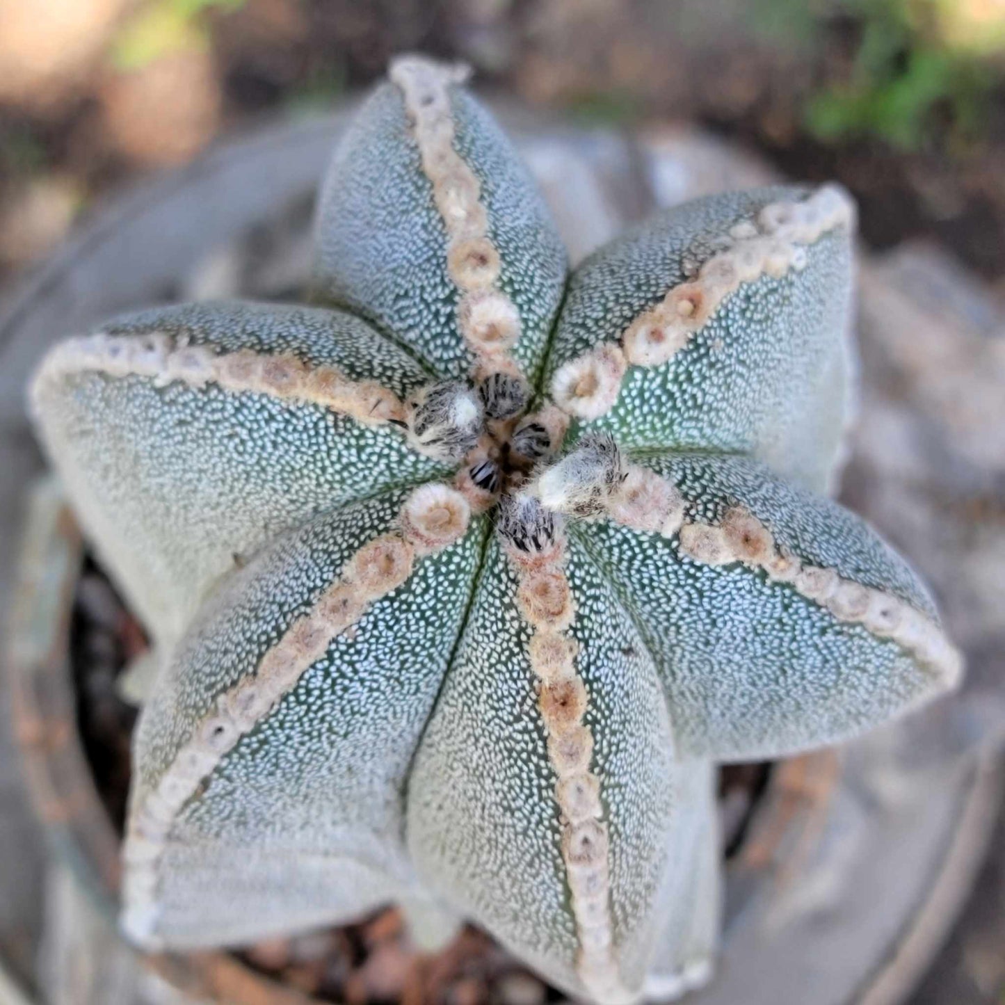 Astrophytum myriostigma var. tulense