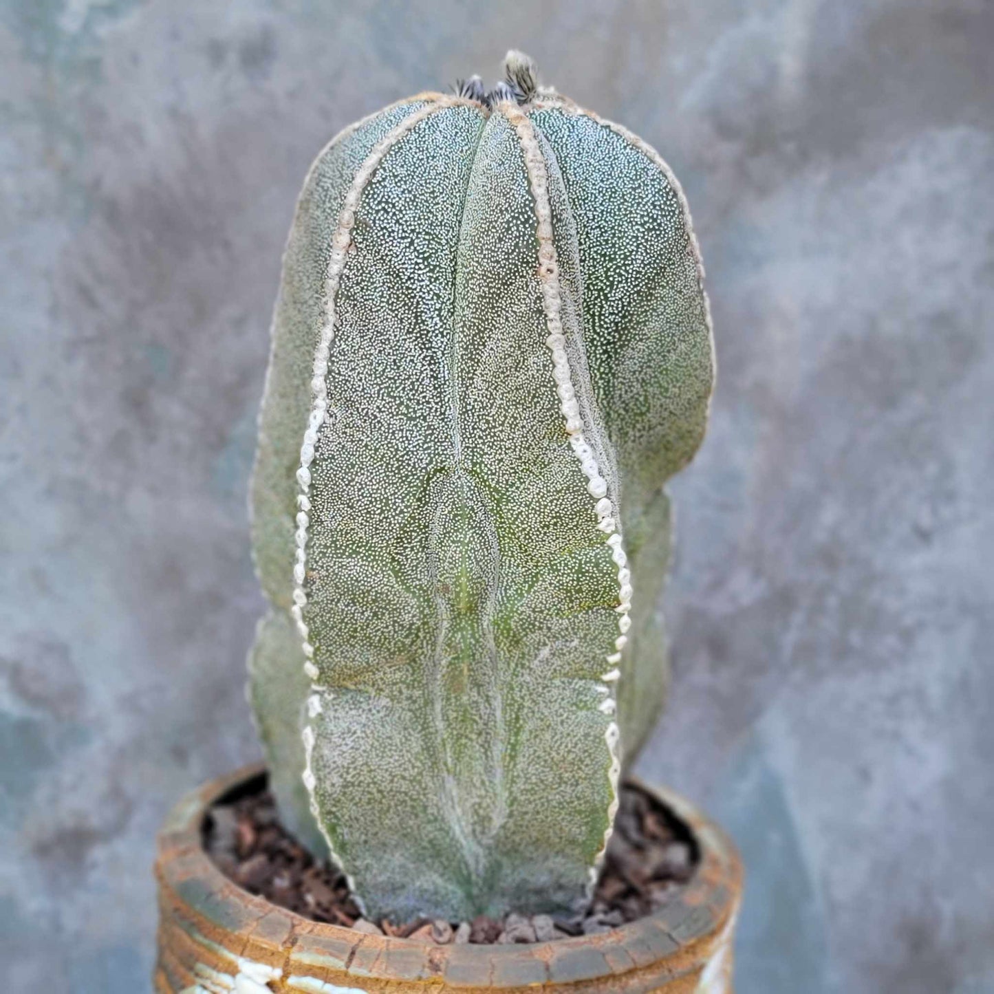Astrophytum myriostigma var. tulense