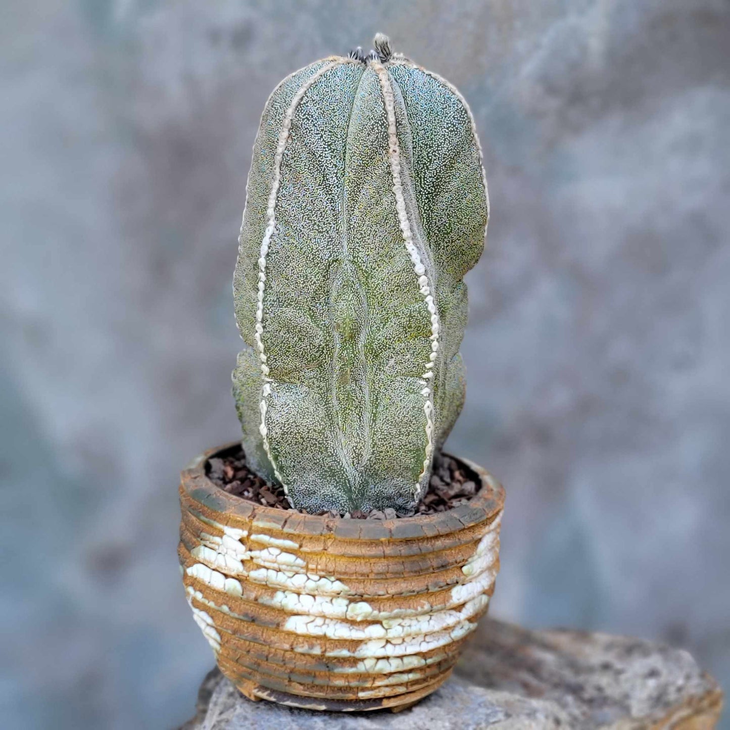 Astrophytum myriostigma var. tulense