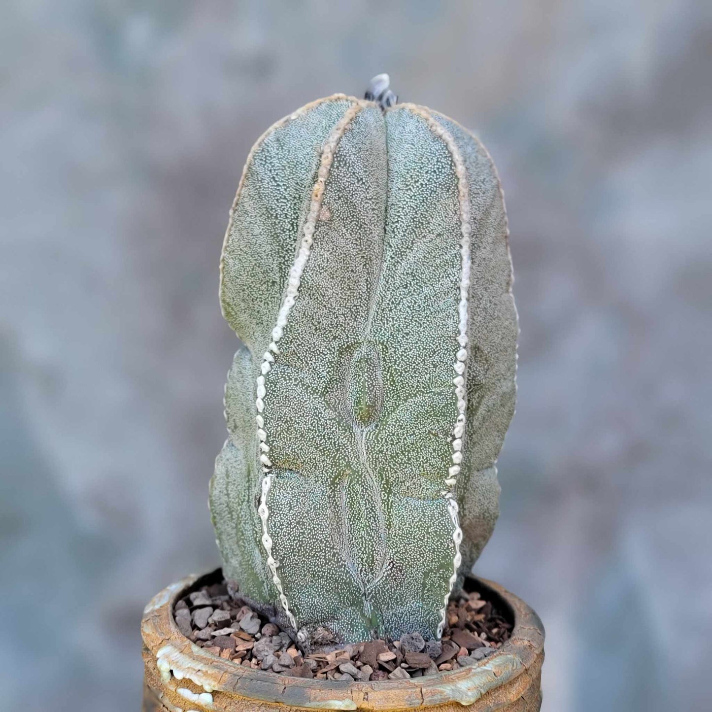 Astrophytum myriostigma var. tulense