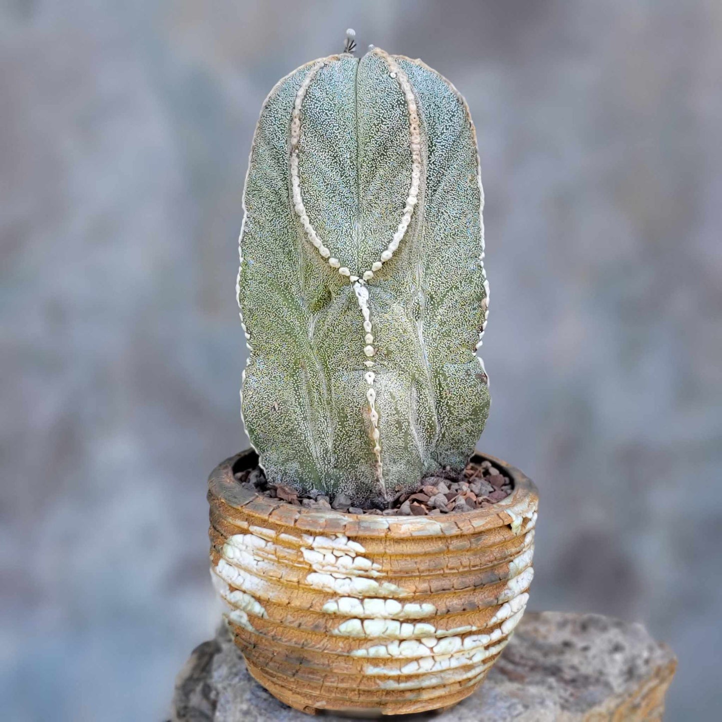 Astrophytum myriostigma var. tulense
