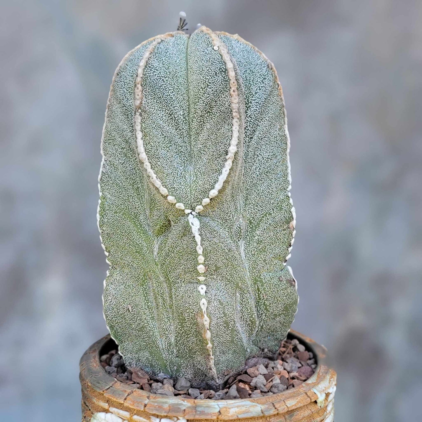 Astrophytum myriostigma var. tulense