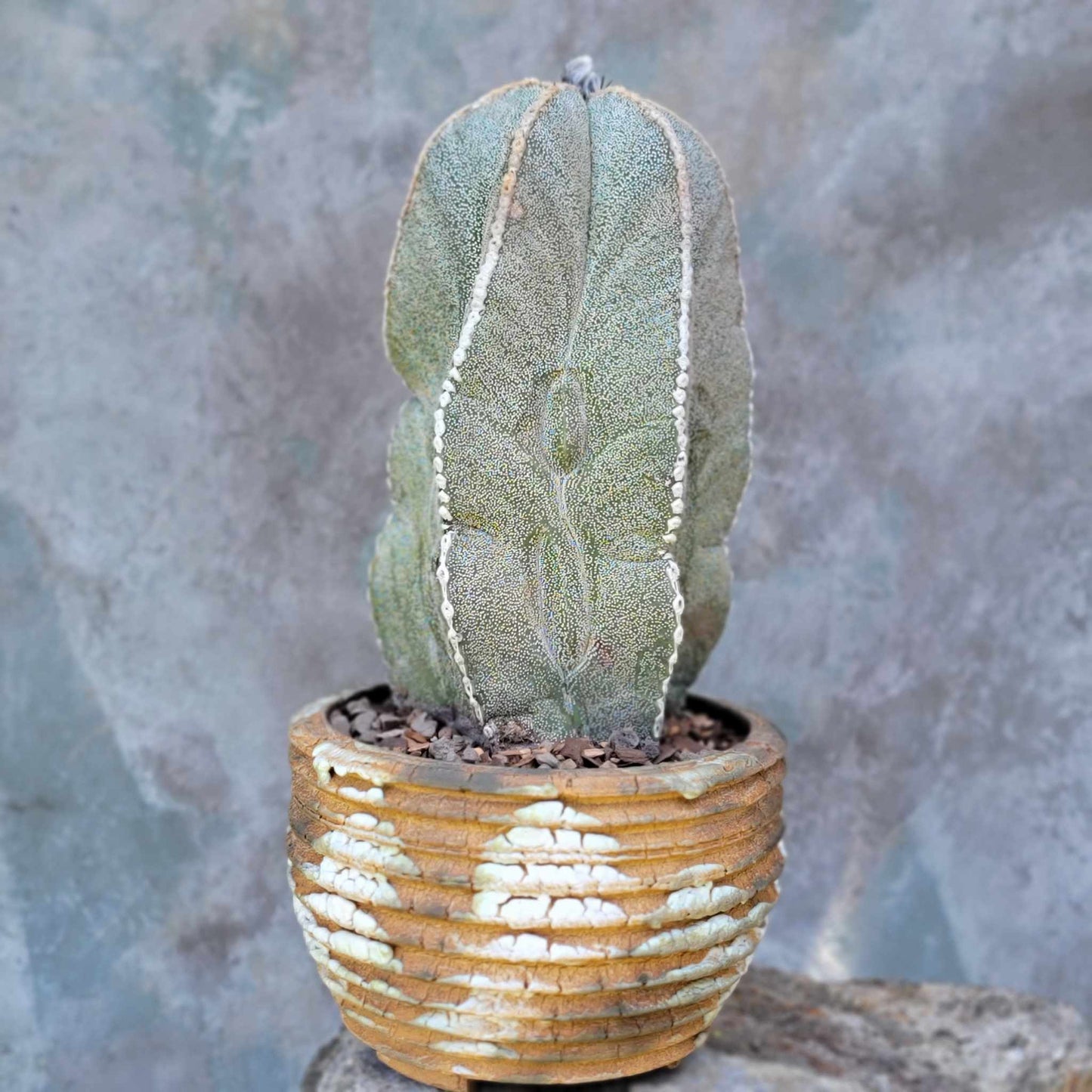 Astrophytum myriostigma var. tulense