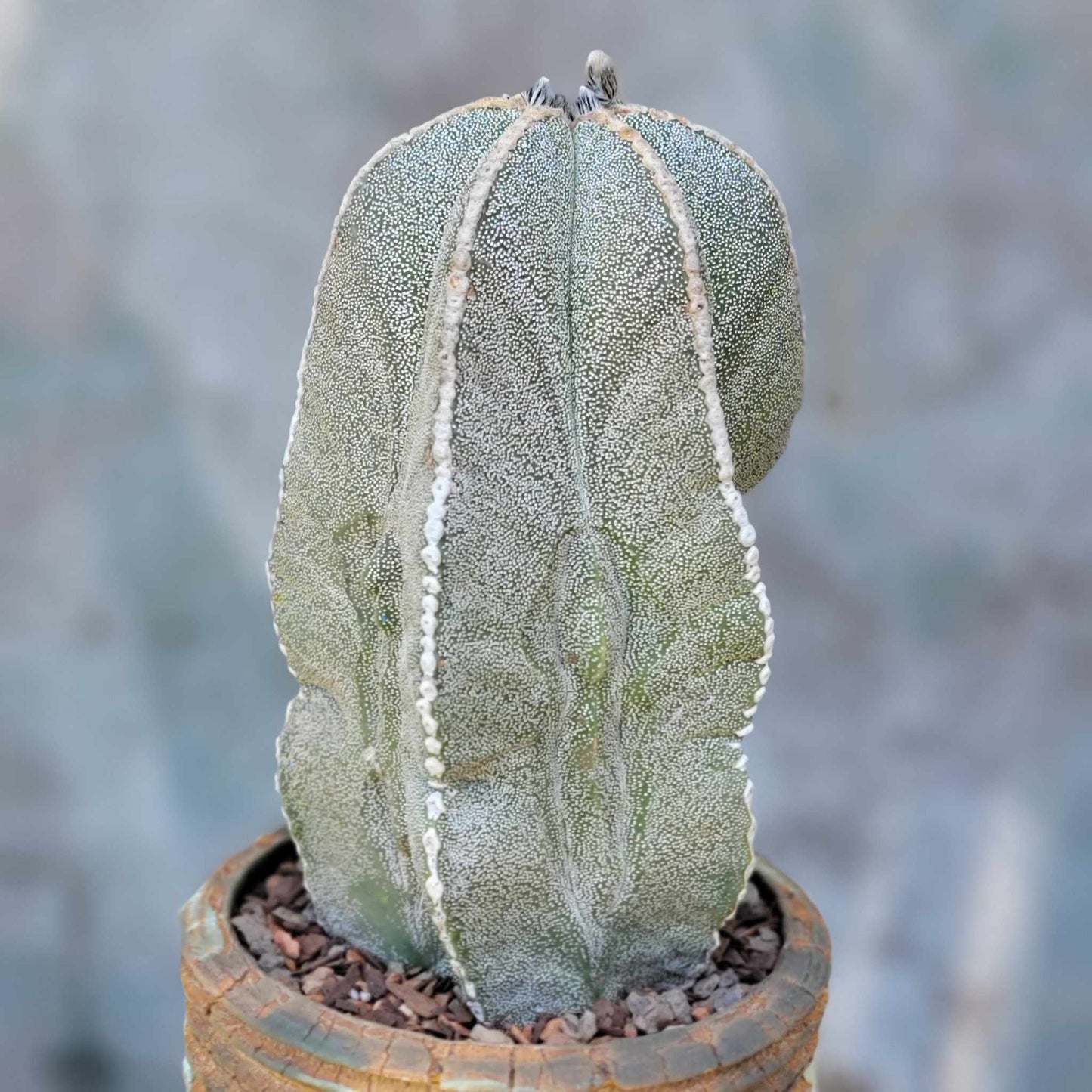 Astrophytum myriostigma var. tulense