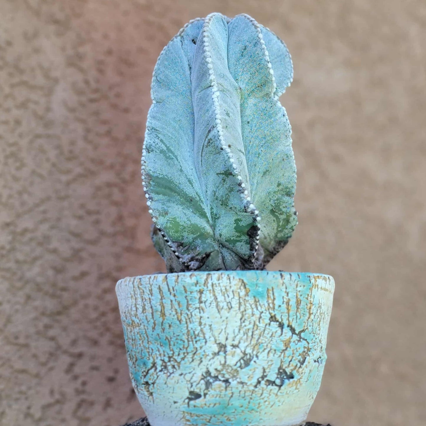 Astrophytum myriostigma var. tulense - BIG & OLD - Last One!