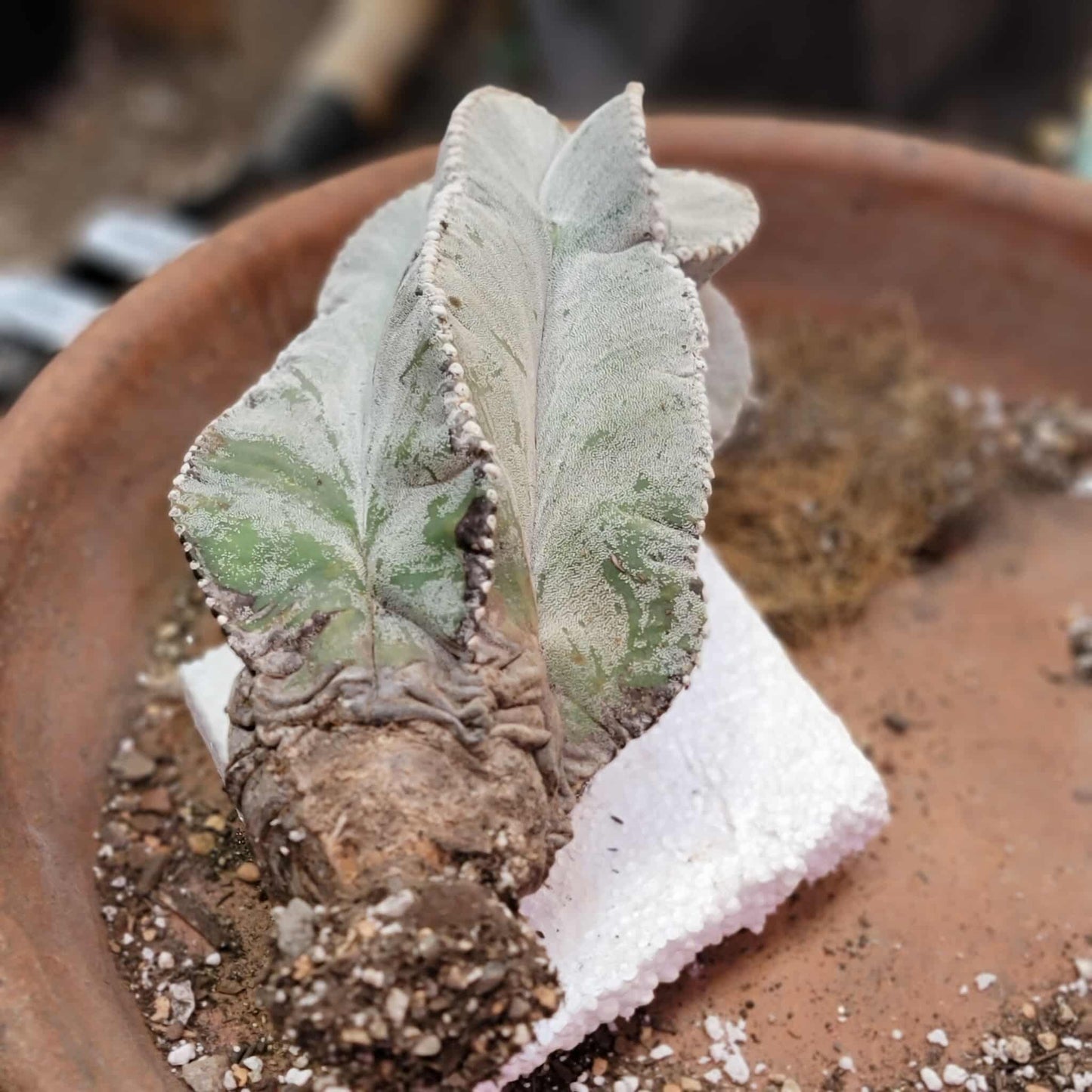 Astrophytum myriostigma var. tulense - BIG & OLD - Last One!