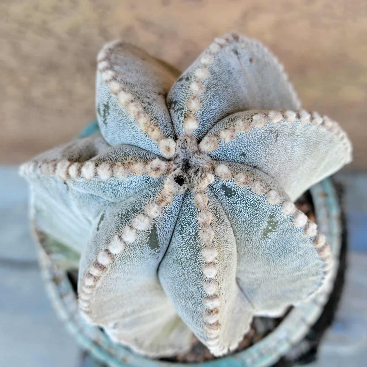 Astrophytum myriostigma var. tulense - BIG & OLD - Last One!