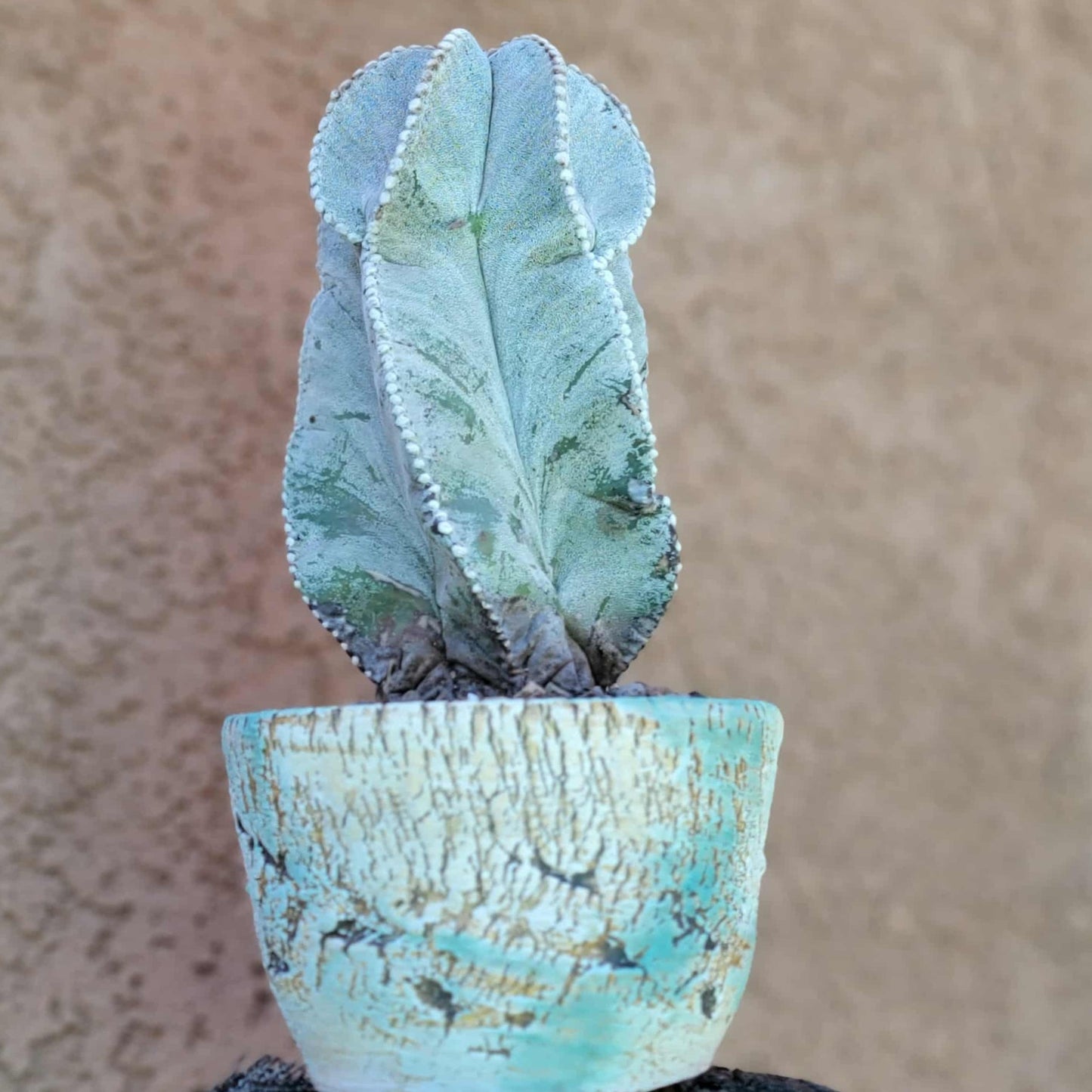 Astrophytum myriostigma var. tulense - BIG & OLD - Last One!