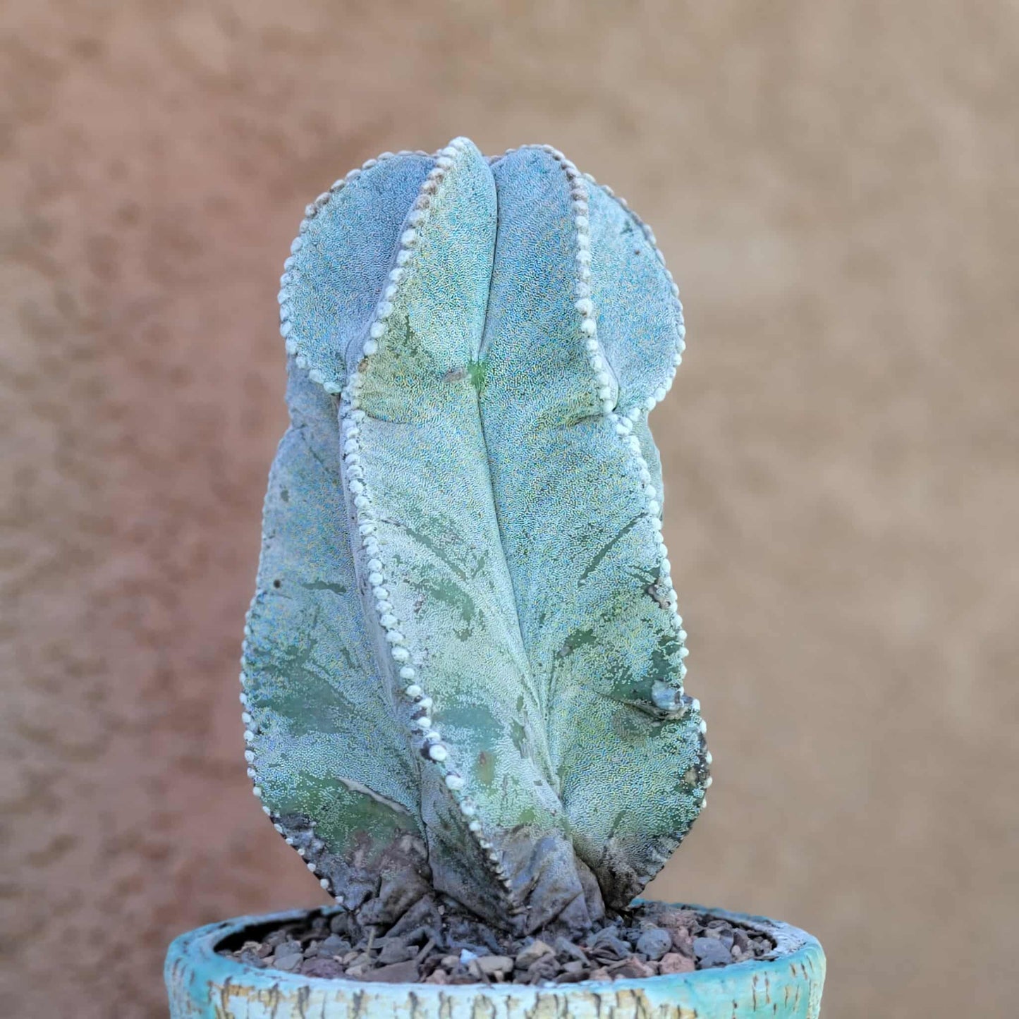 Astrophytum myriostigma var. tulense - BIG & OLD - Last One!