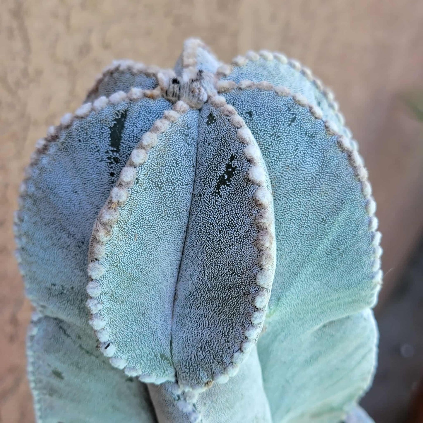 Astrophytum myriostigma var. tulense - BIG & OLD - Last One!