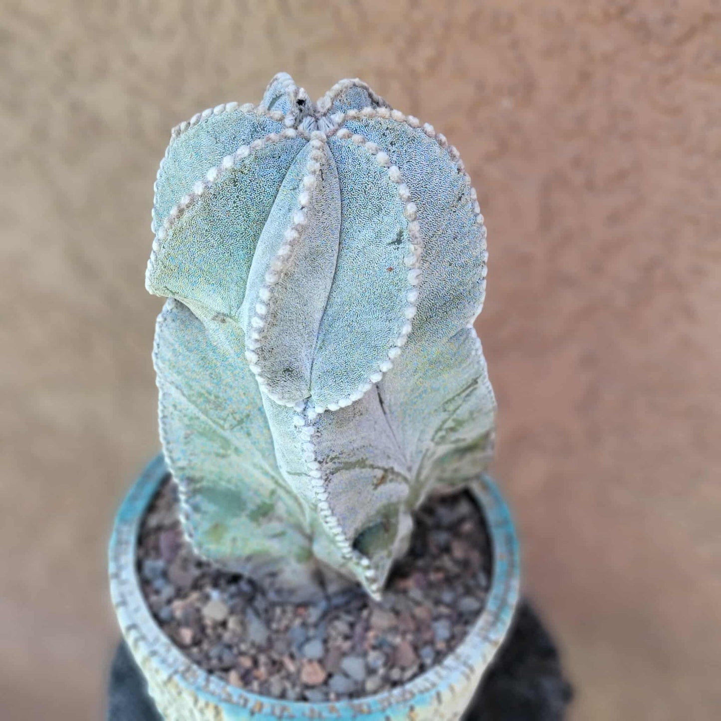 Astrophytum myriostigma var. tulense - BIG & OLD - Last One!
