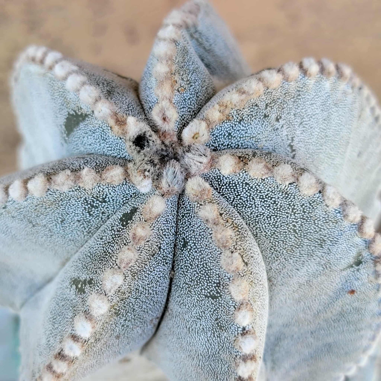 Astrophytum myriostigma var. tulense - BIG & OLD - Last One!