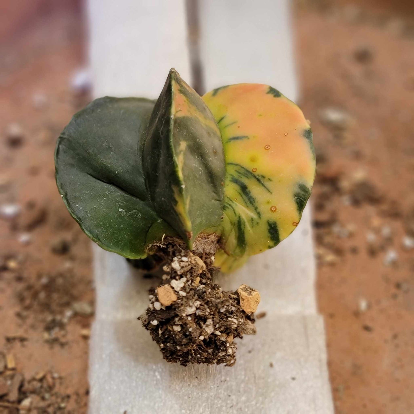 Astrophytum myriostigma v nudum f. variegata