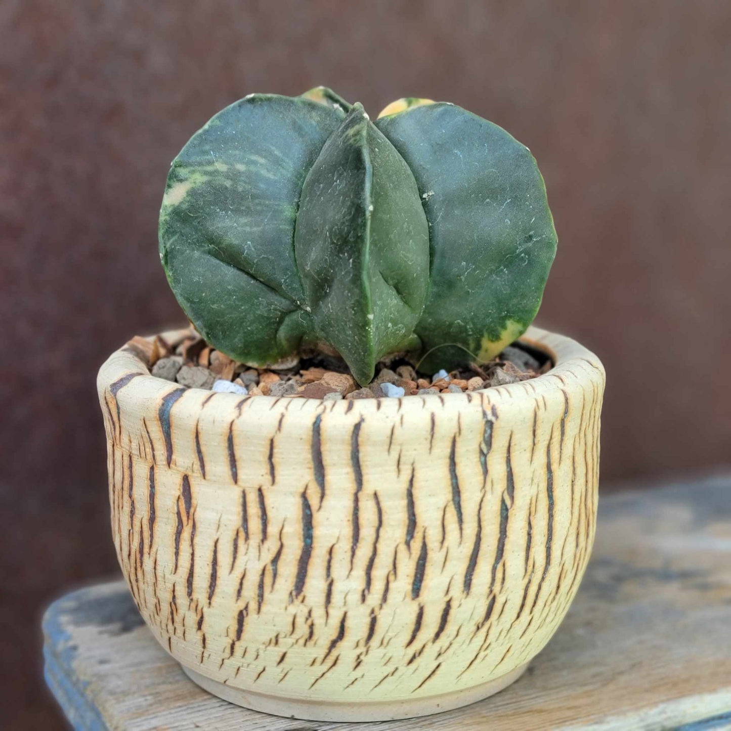 Astrophytum myriostigma v nudum f. variegata