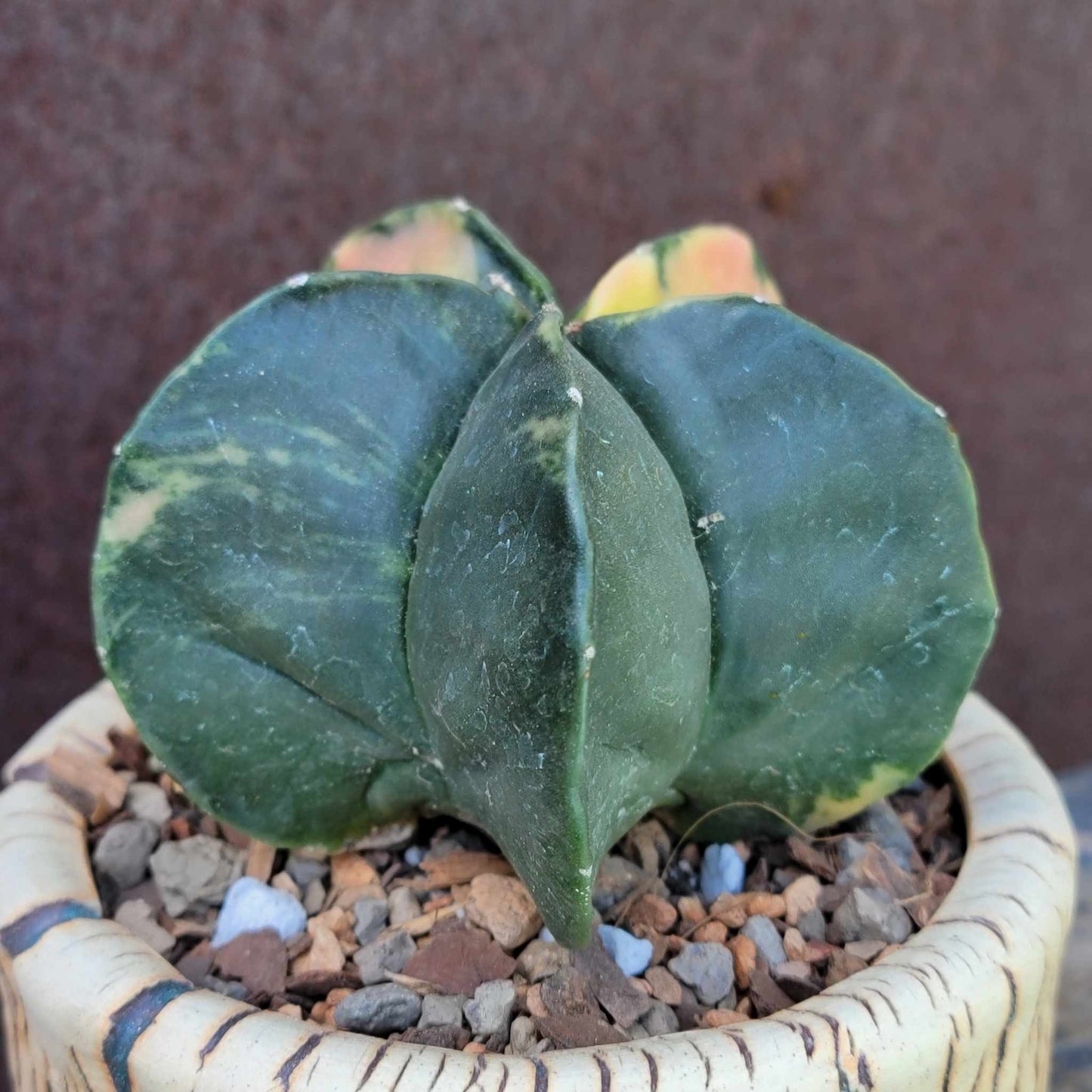 Astrophytum myriostigma v nudum f. variegata